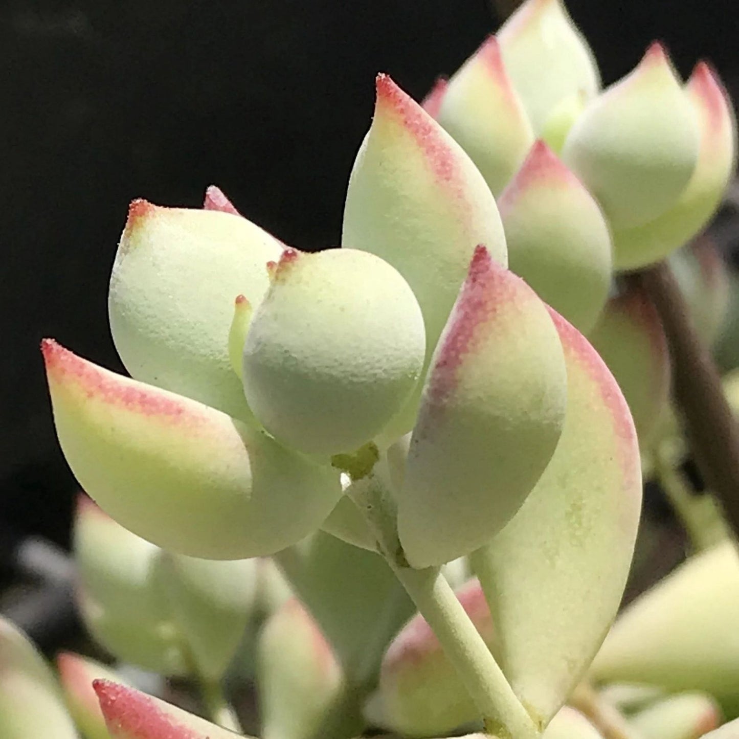 Rare Echeveria Cuttings 4” Cotyledon Pendens Variegata Succulent Plant for Home Decor and Gardening