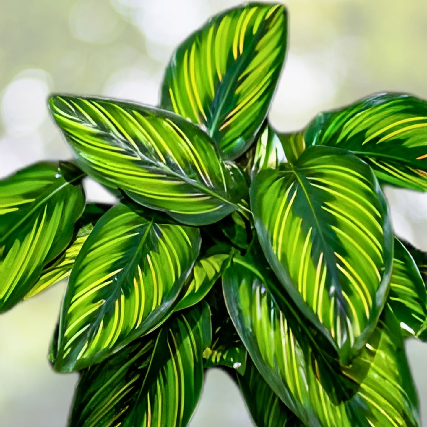 Calathea Beauty Star Plant - Medium Indoor Houseplant - Vibrant Foliage - Calathea roseopicta