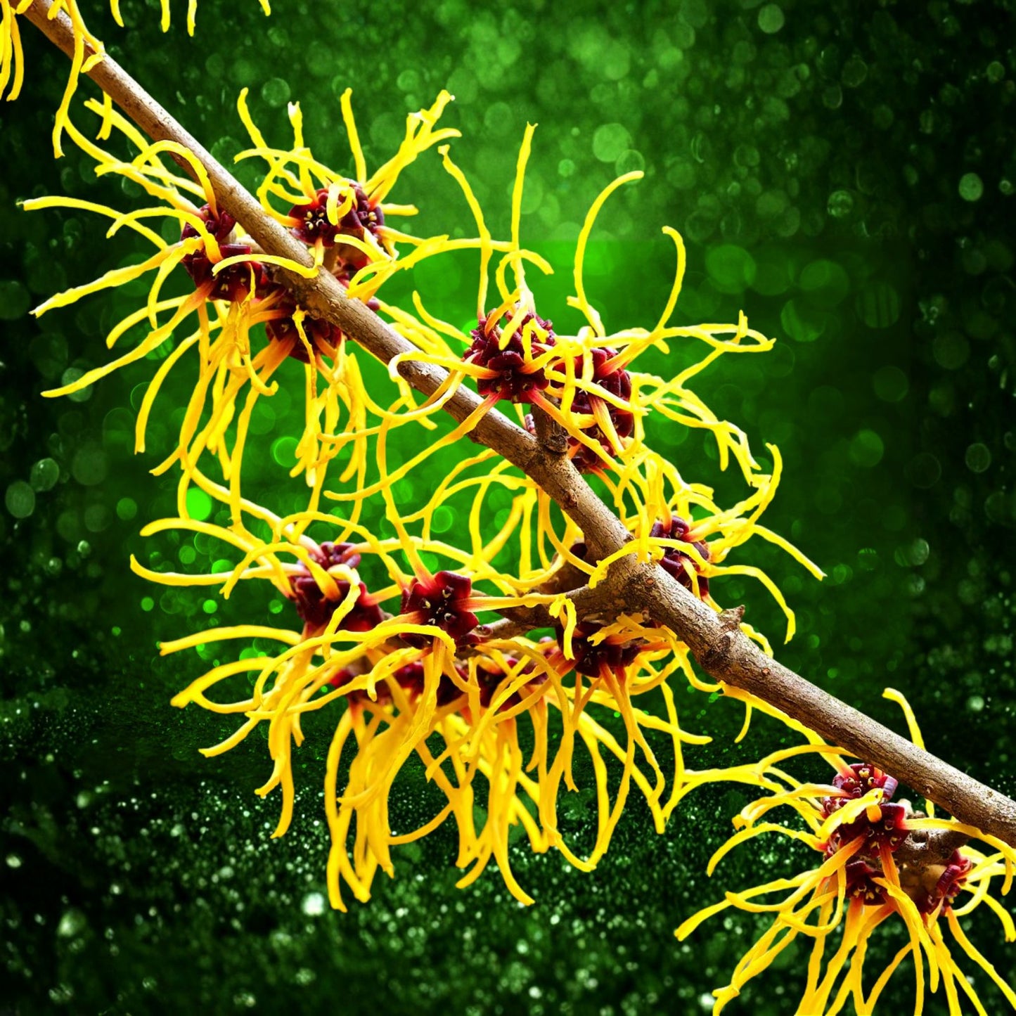 Witch Hazel Starter Plants Set of 2 | Bare Root Hamamelis vernalis Hardy Shrubs for Gardens