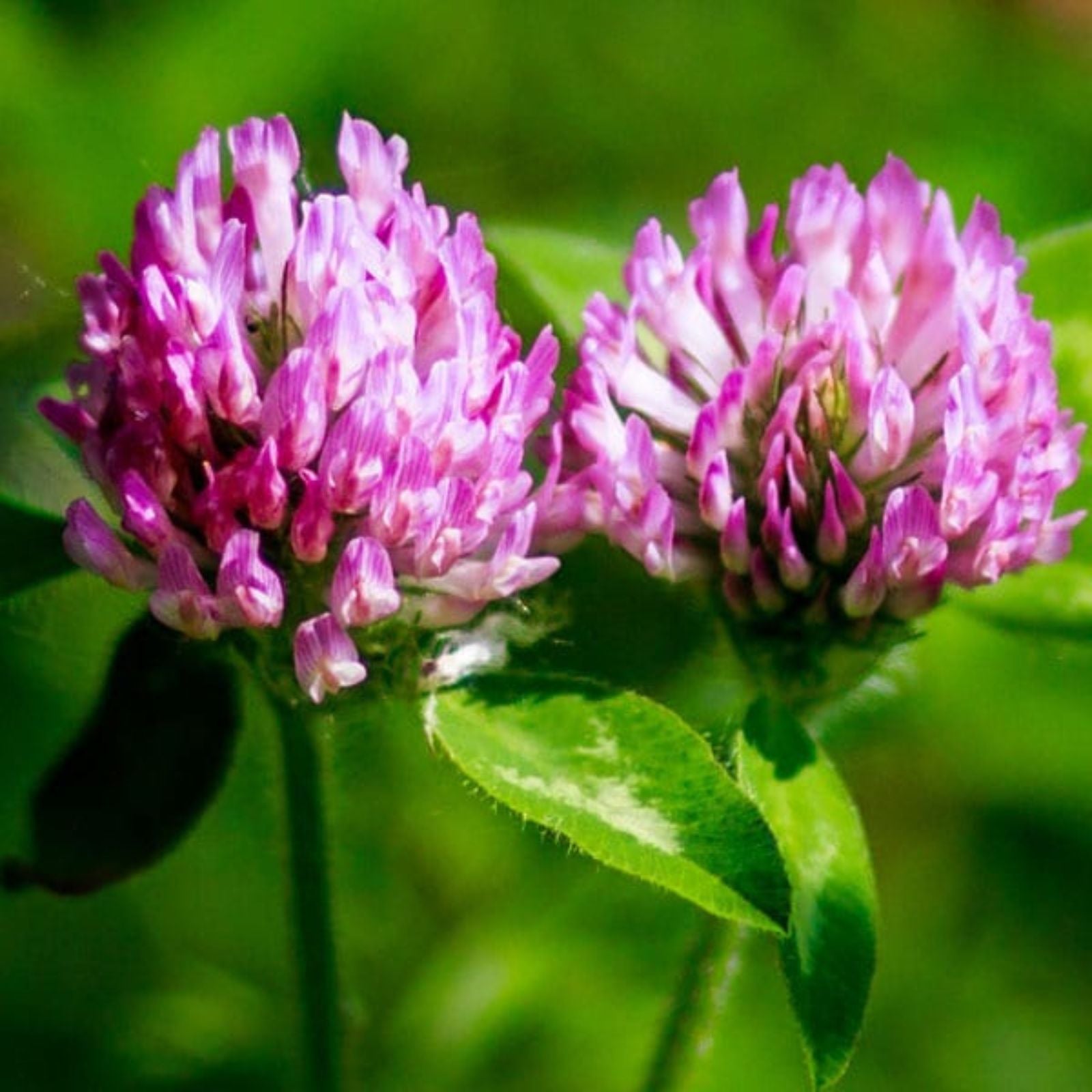 Red Clover Seed 2 Pounds - Cover Crop, Food Plot, Pasture Mix - Trifolium pratense