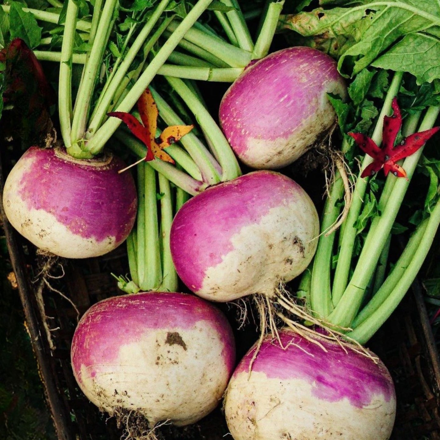 Purple Top White Globe Turnip Seeds – 100+ Non-GMO Brassica rapa Vegetable Seeds for Gardening