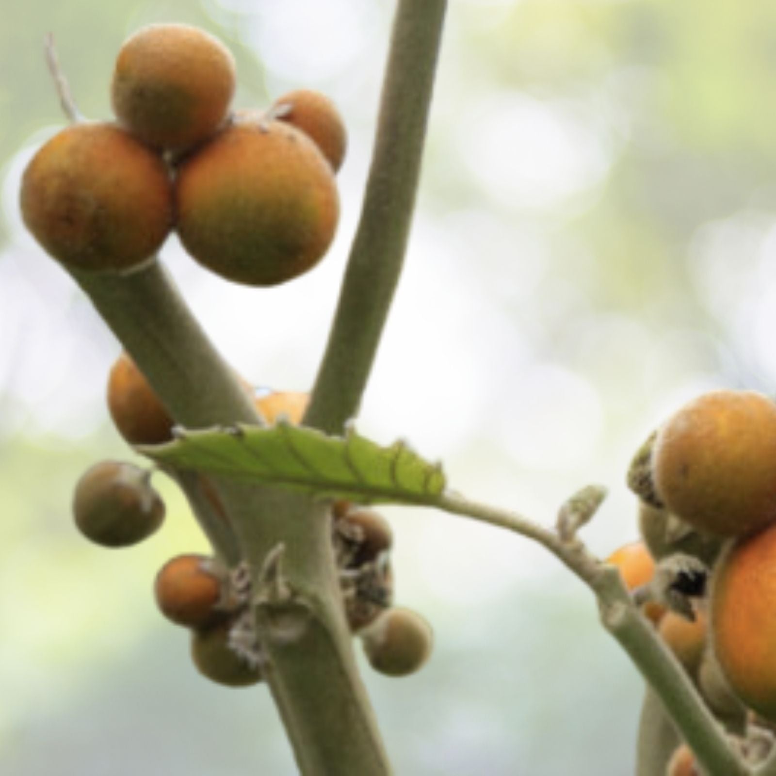 Organic Lulo Orange Tree Seeds - 20 Pack - Solanum quitoense - Tropical Fruit Seeds - Free Shipping