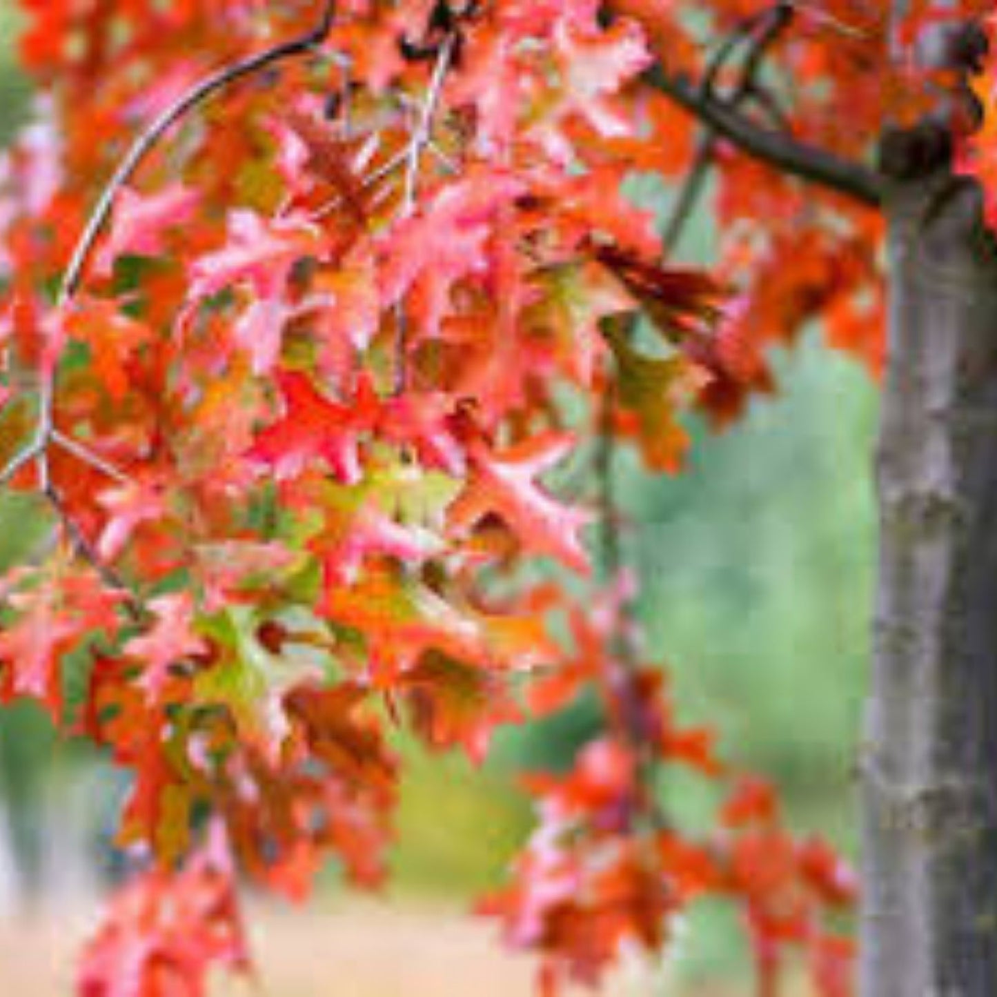 Scarlet Oak Tree Seeds for Planting | Quercus coccinea | Red Foliage | 100 Seeds