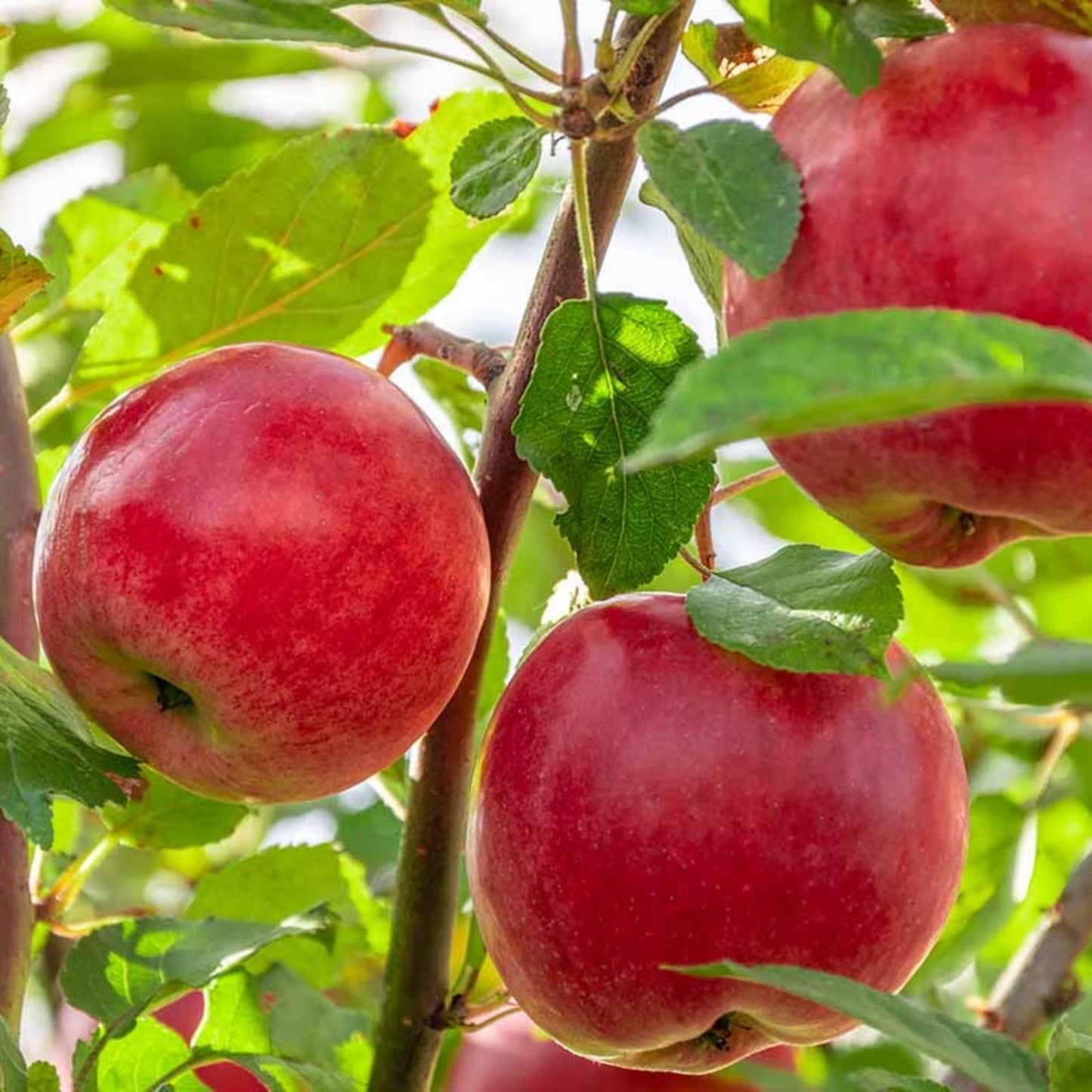 Dwarf Apple Tree Cuttings - 12 Organic Live Grafting Scions - Malus domestica - Ideal for Rooting and Propagation