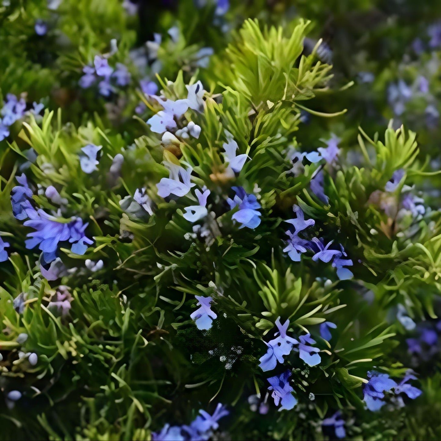 Live Rosemary Plant - 4 Bare Root Cuttings - Aromatic Culinary Herb - Rosmarinus officinalis - Free Shipping