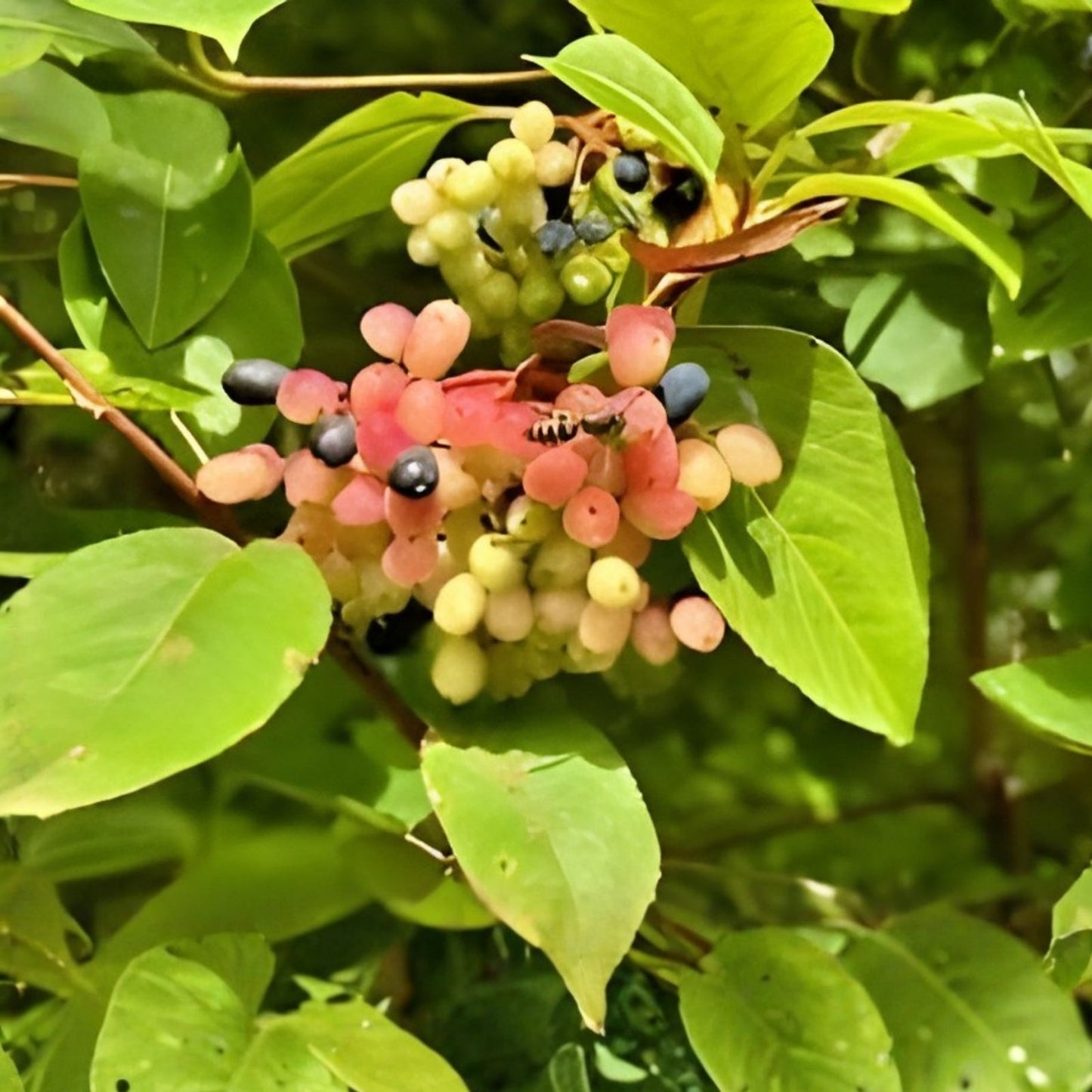 Tea Berry Shrub Seeds, Witherod Variety, Edible Fruits, Viburnum cassinoides, Garden and Landscaping Plant