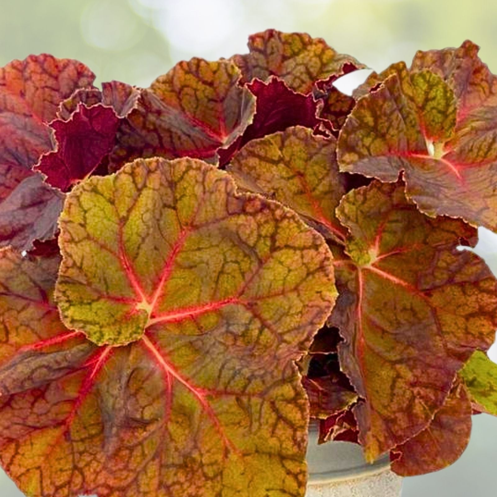 Sienna Swirl Begonia Live Plant 2.5" Pot - Unique Spiraled Leaves (Begonia)