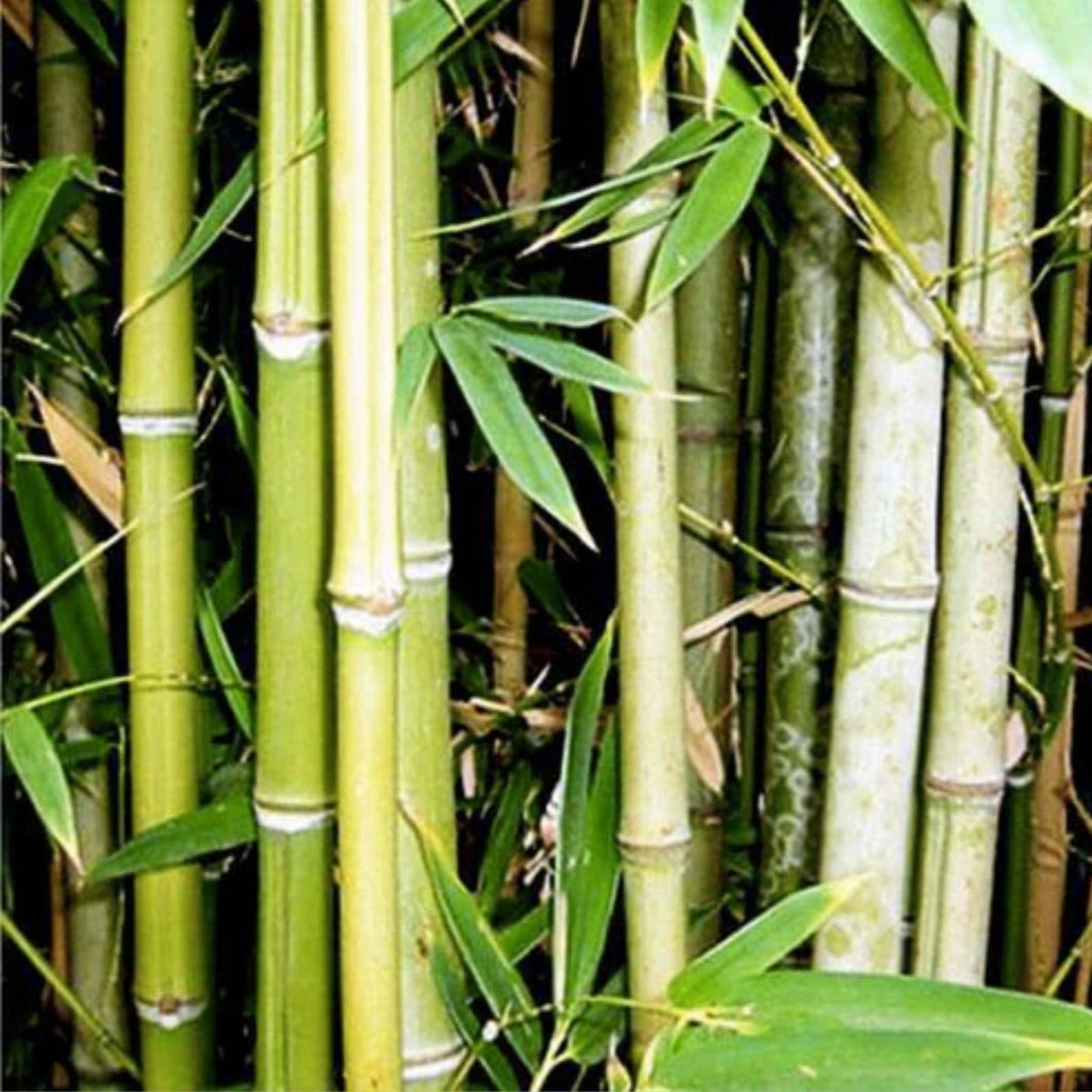 Spiny Bamboo Seeds 20+ Seeds Bambusa Arundinacea Ornamental Fast-Growing Bamboo Planting Material