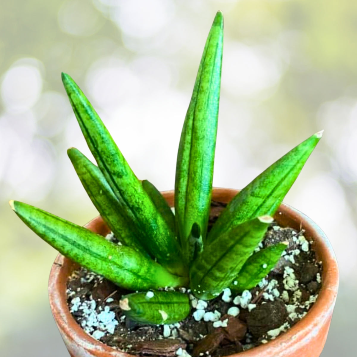 Sansevieria 'Hedgehog' 4” Spiky Snake Plant - Low Light Indoor Houseplant, Drought Tolerant Air Purifier, Easy Care