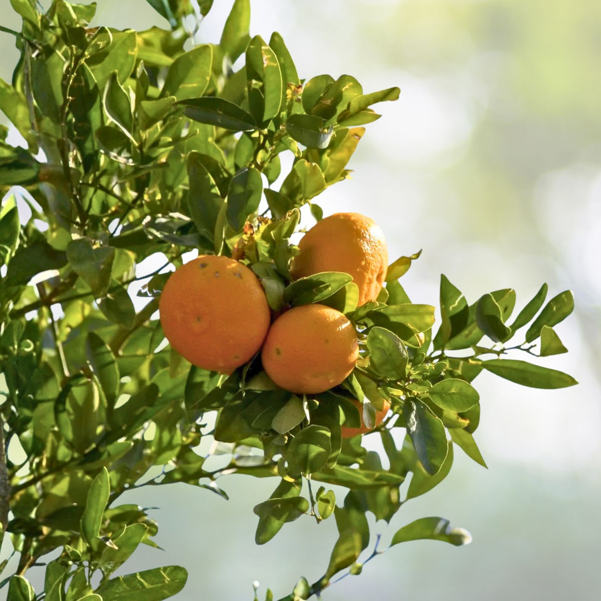 Grafted Navel Orange Tree 5 Gallon - Citrus sinensis - Includes Pot and Soil, Shipped Weekly