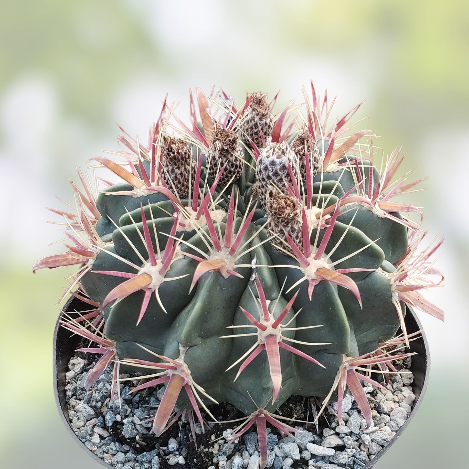 Devil's Tongue Cactus Plant - Live Succulent with Unique Spines - Ferocactus latispinus - Indoor and Outdoor Decor