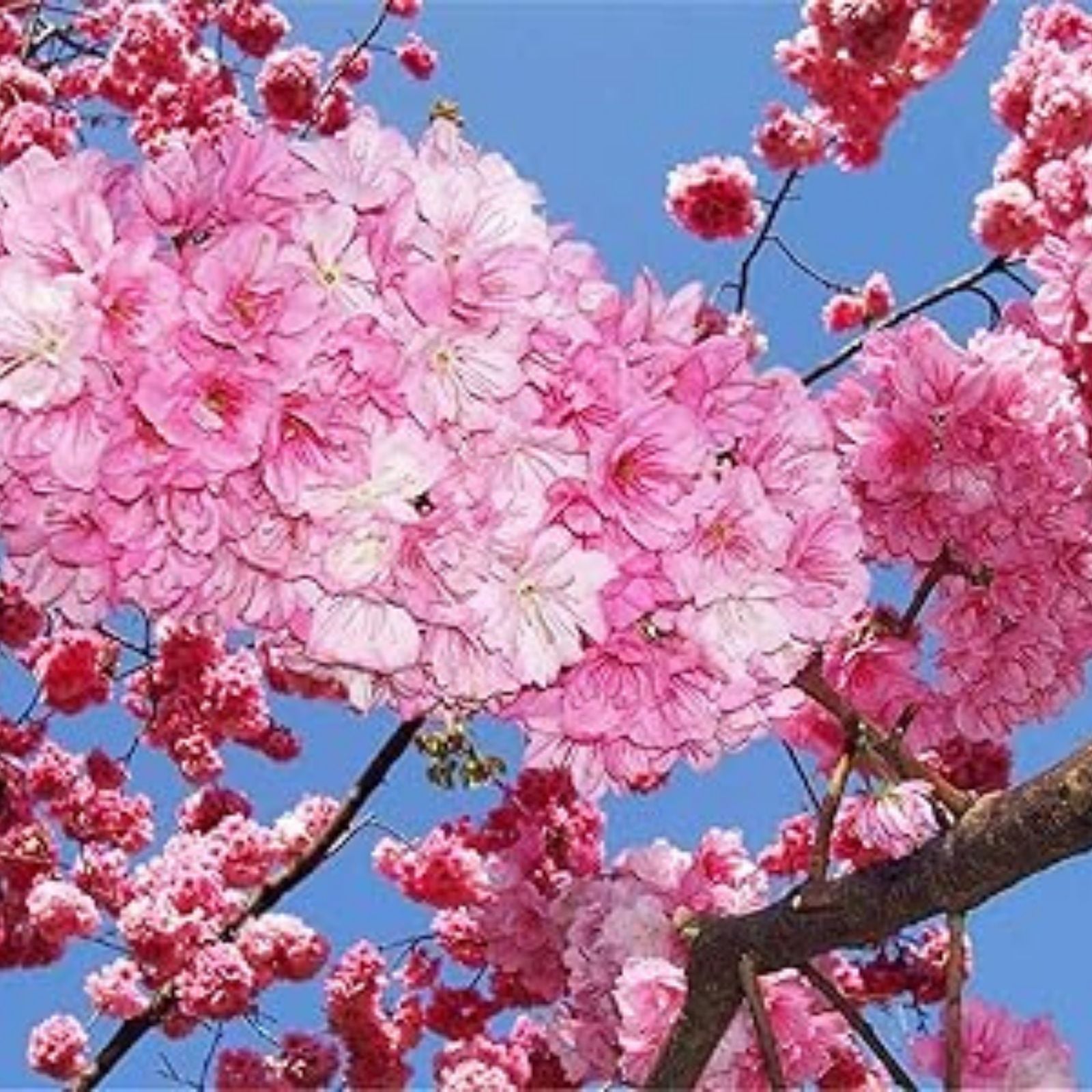 Japanese Cherry Blossom Bonsai Seeds, 20 Fresh Prunus serrulata Seeds, Rare Exotic Bonsai Planting Kit