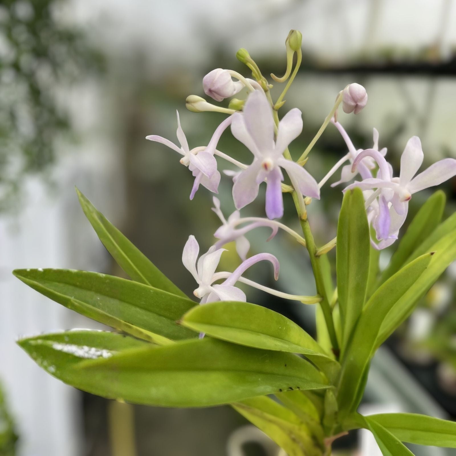 Neostylis Lou Sneary Orchid Plant - Easy Care White-Blue Lip Blooming Orchid - Neostylis spp.