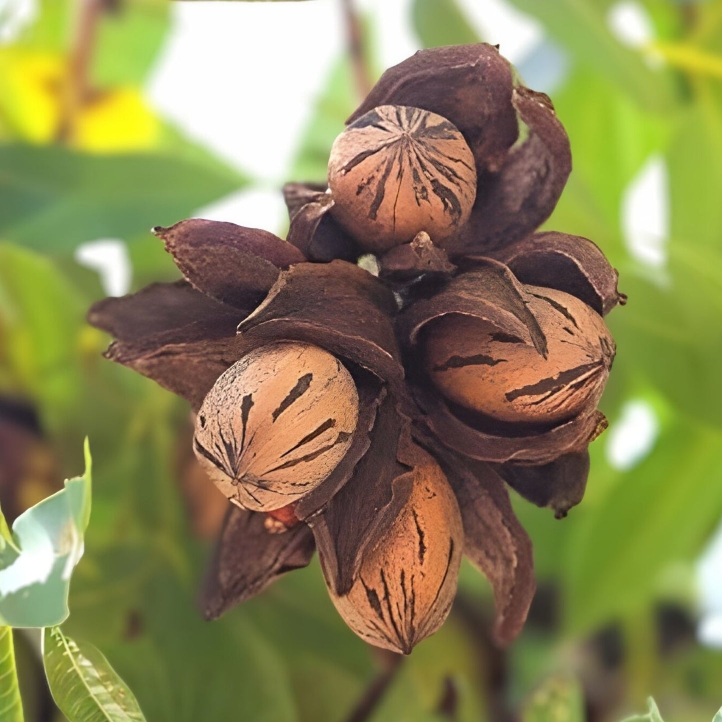 Live Pecan Tree Set of 2, Bare Root, Nut Tree, Fruit Tree, Deciduous Tree, Carya illinoinensis, 18+ Inches