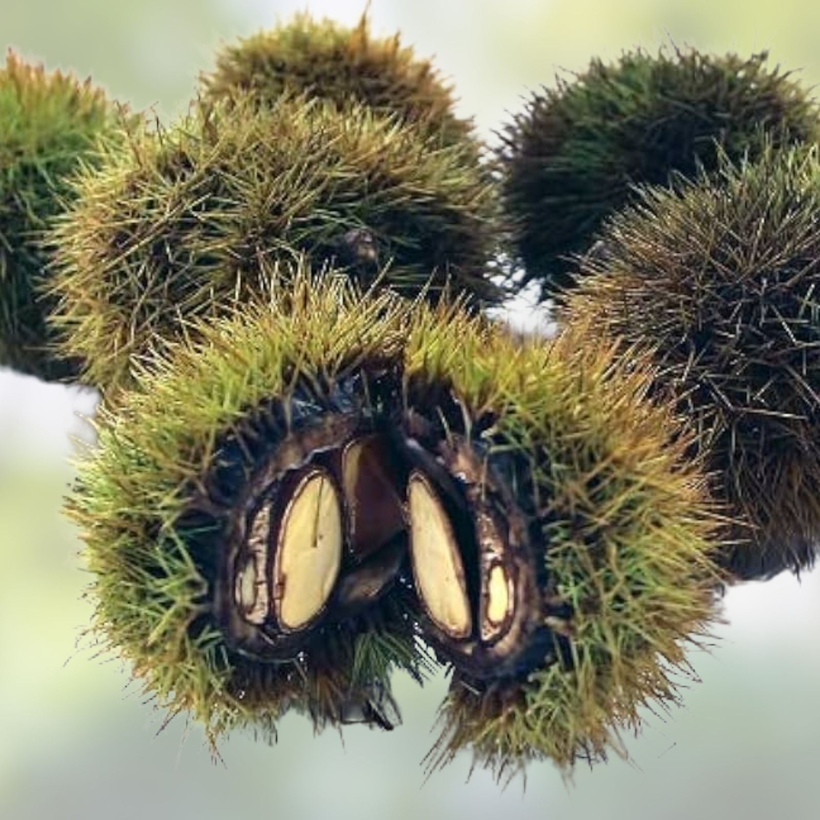 Japanese Silverleaf Chestnut Tree Seeds - Prolific Yielder - Castanea crenata - High Germination Rate