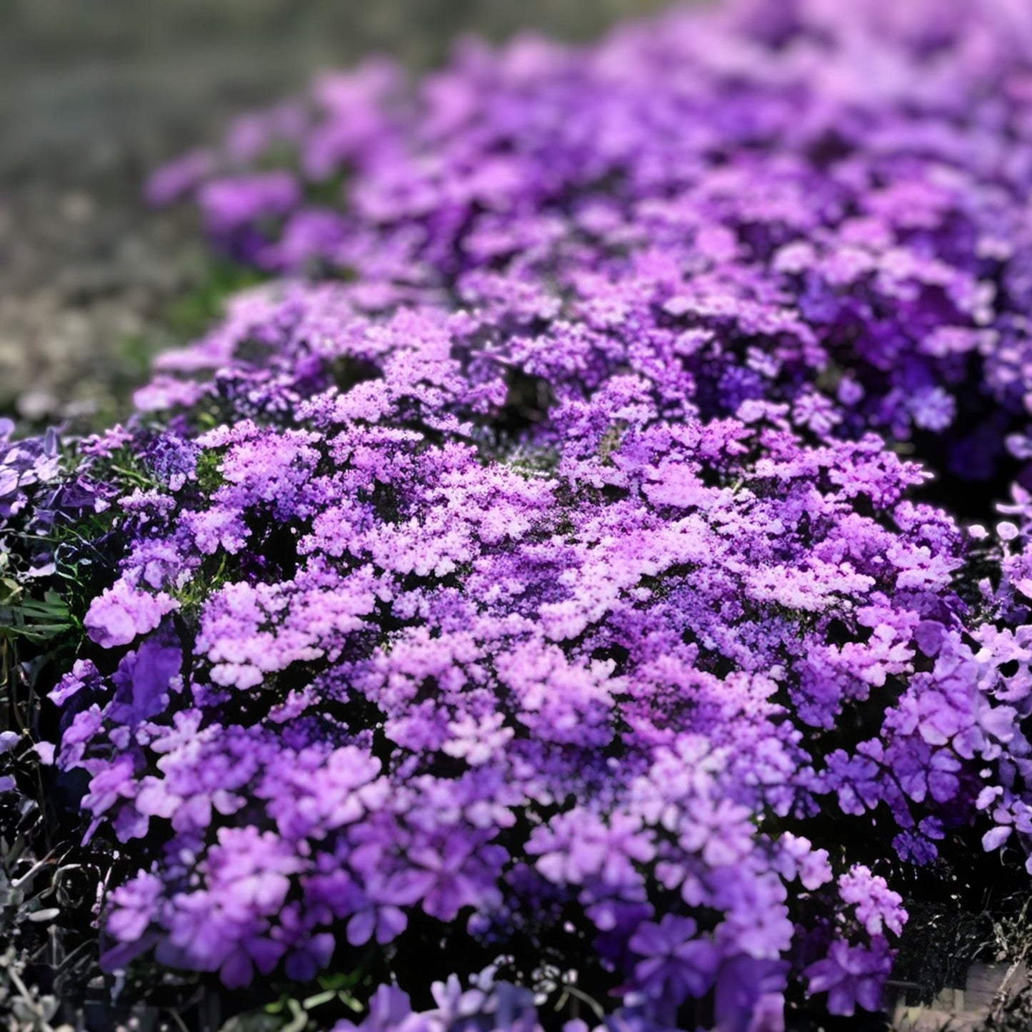 Phlox Seeds 125 Count Purple Beauty Annual Flower Seeds Phlox paniculata