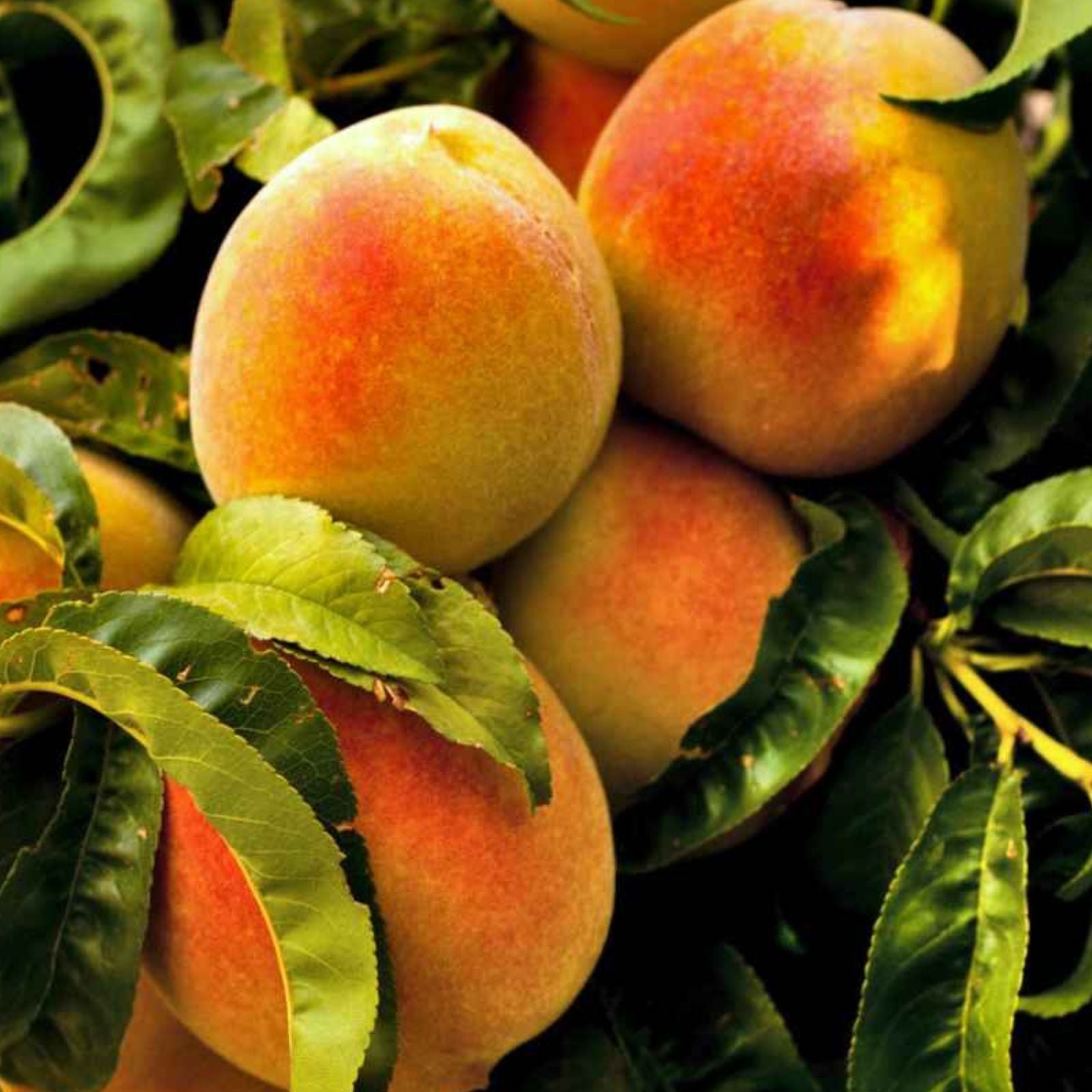 Fresh Cuttings Yellow Peach Tree - Organically Grown Prunus persica - 6 Healthy Cuttings
