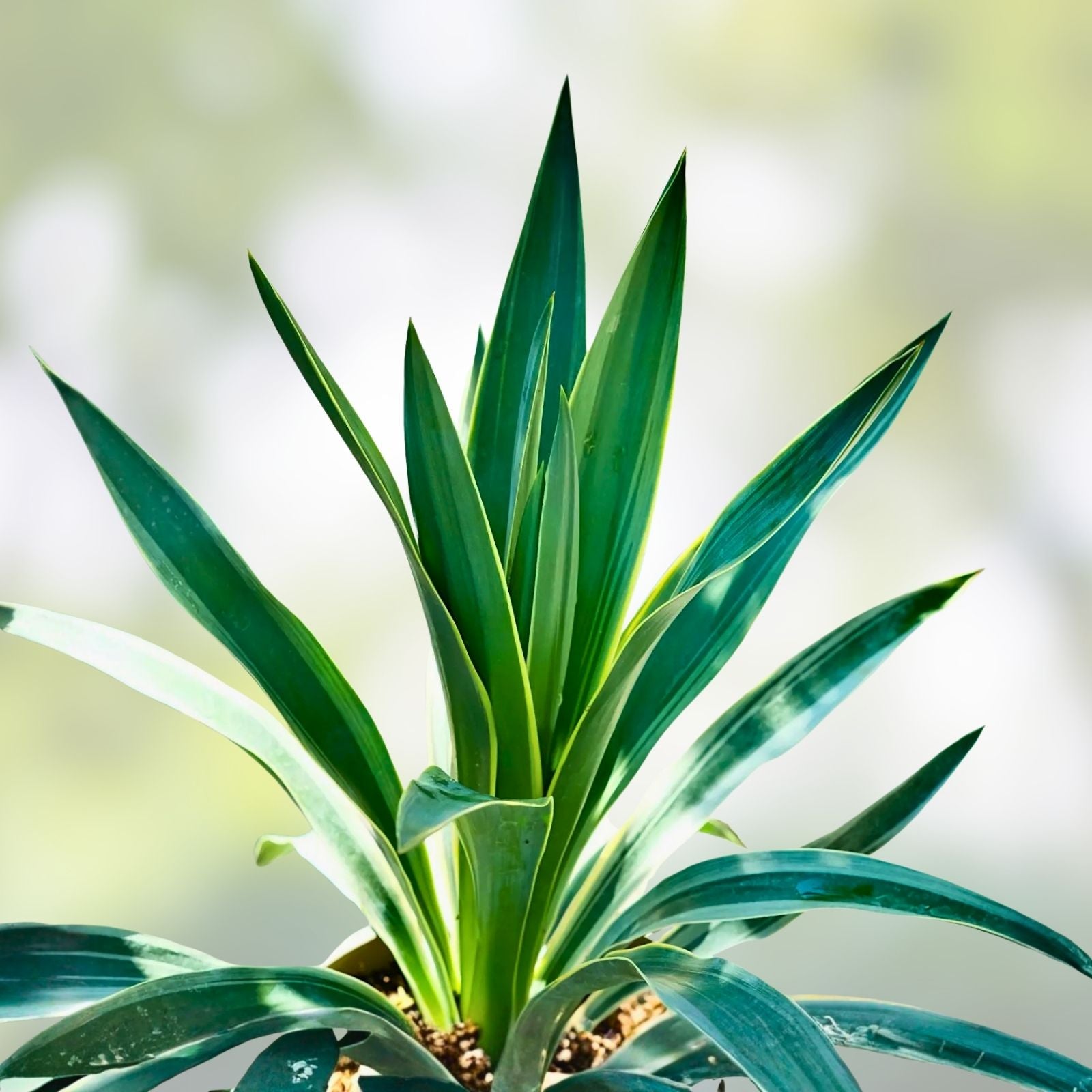 Yucca Plant 1 Gallon Variegated Hybrid 'Solaris' Rooted Live Succulent Yucca cv, 'Solaris'