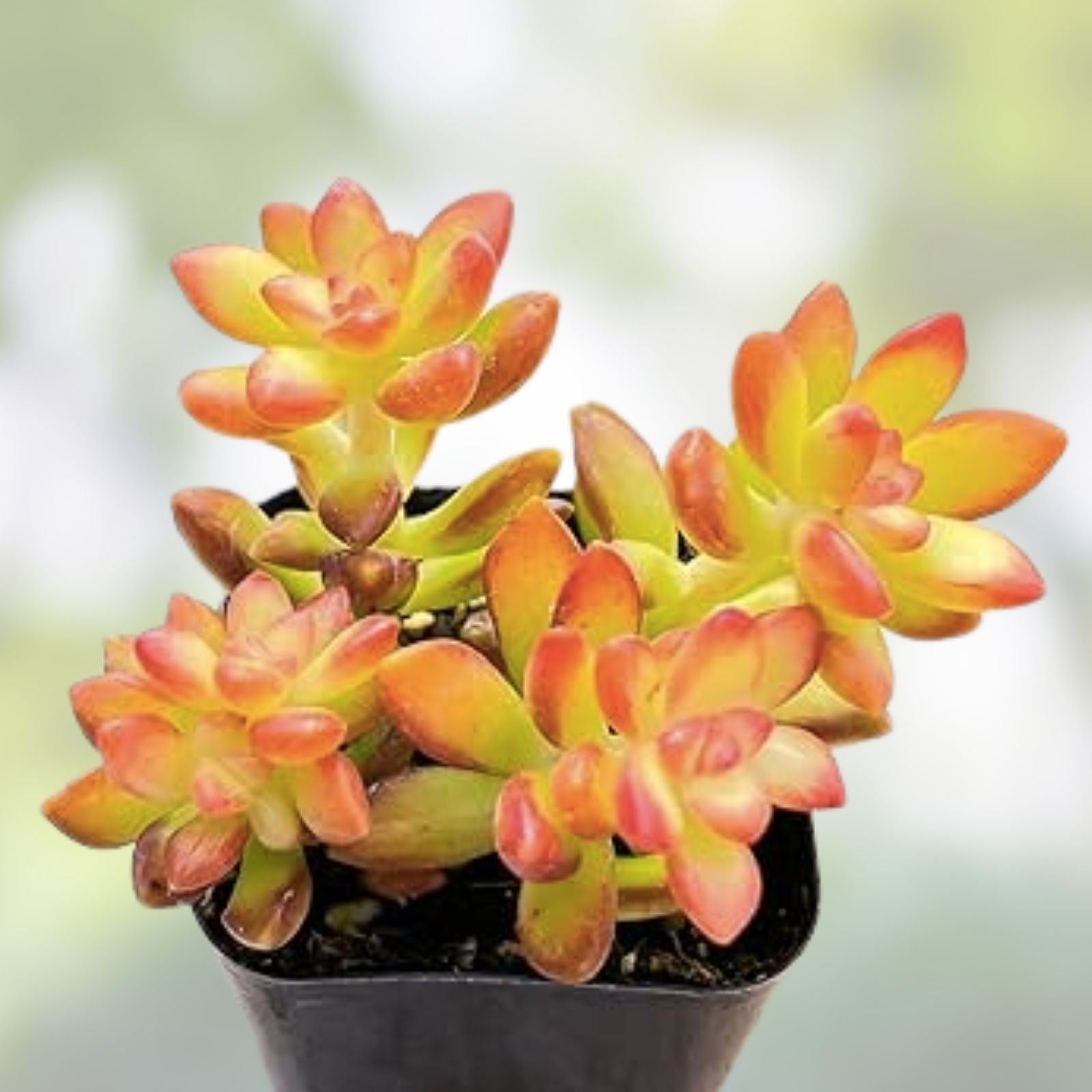 Rare Succulent Cutting 2-Inch Sedum Orange Delight Yellow Live Plant Unrooted
