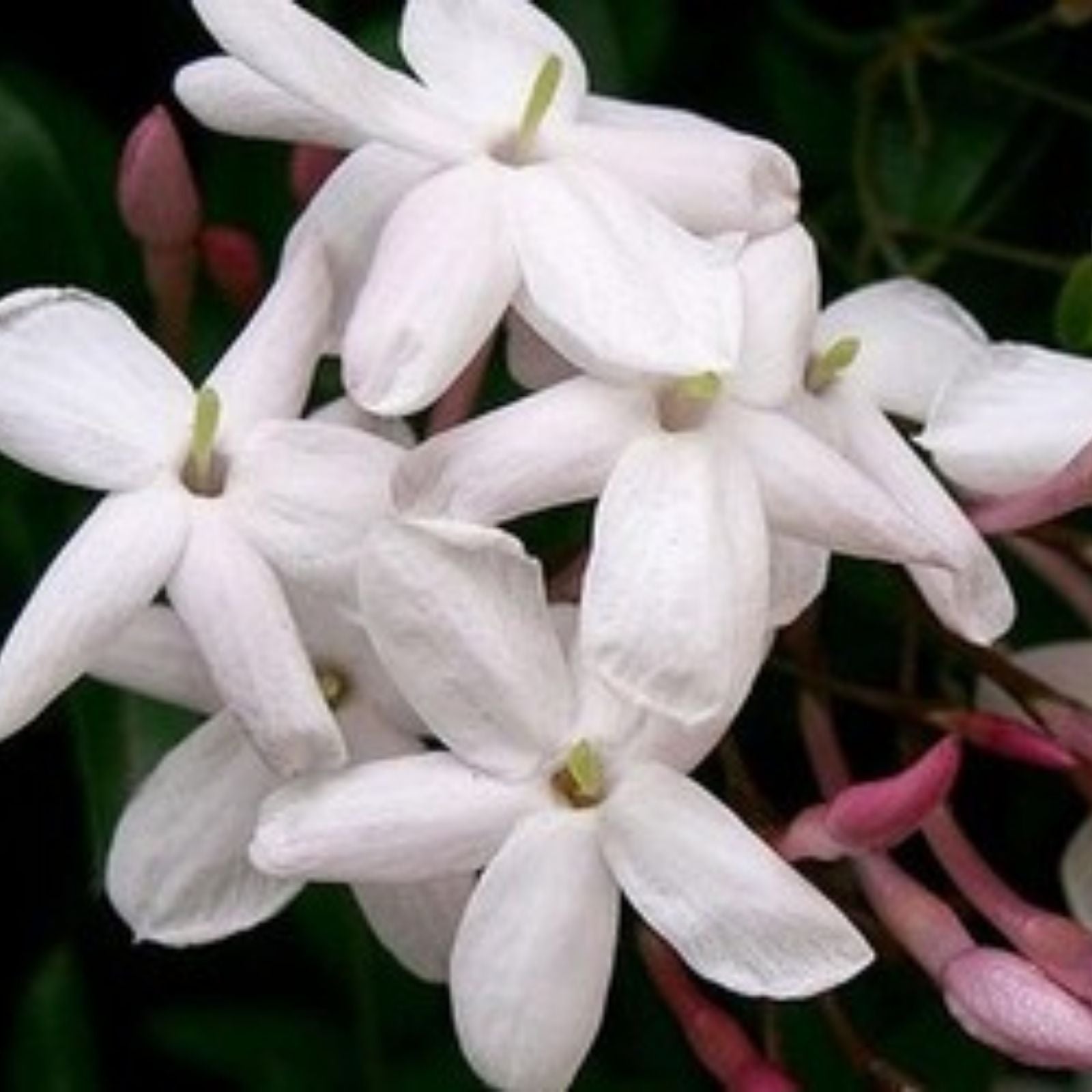 Pink Jasmine Starter Plant - Jasminum Polyanthum - Rooted, Highly Fragrant, Indoor/Outdoor Garden Plant