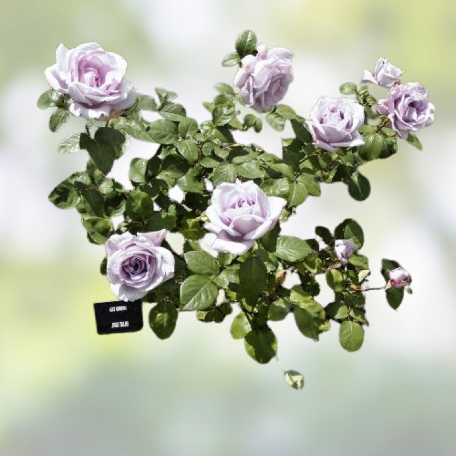 Rose Bush Cuttings - 3 Unrooted Blue Girl Live Flower Plants - Awarded Rosa 'Blue Girl' Variety