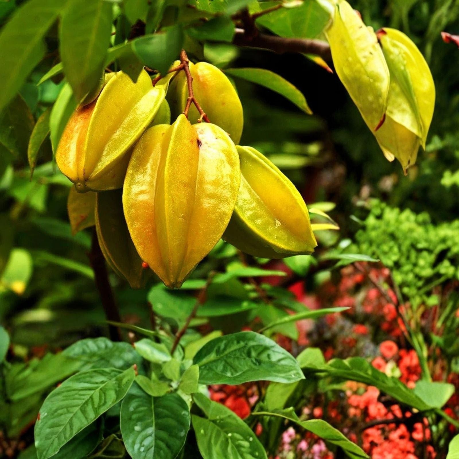 Starfruit Tree Cuttings 6-8 Inches - Averrhoa carambola - Fruit Tree Propagation Material with Extras
