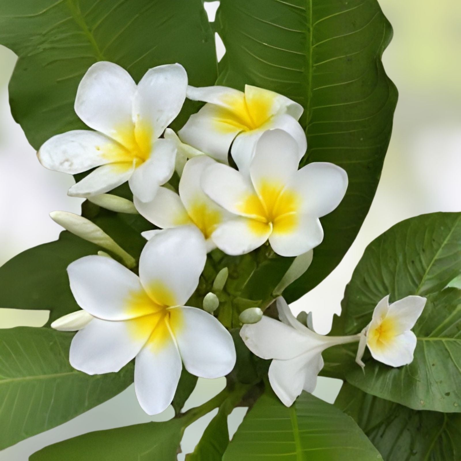 Well-Rooted Plumeria Plant - 3 Branches, White and Yellow Blooms, Frangipani (Plumeria)