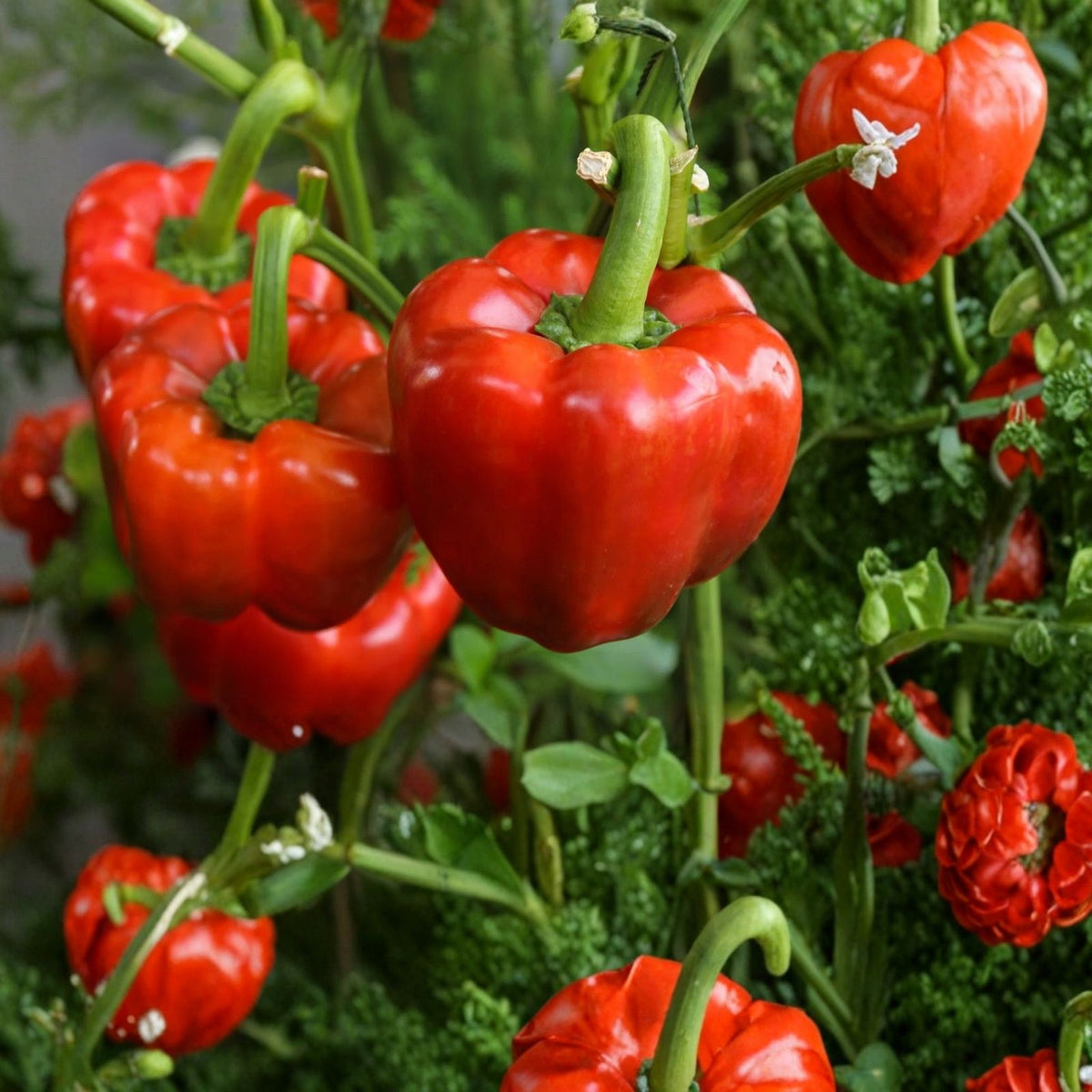 Caraway Herb Seeds 100+ Count Culinary Herb for Cooking Carum carvi Organic Seed Packet