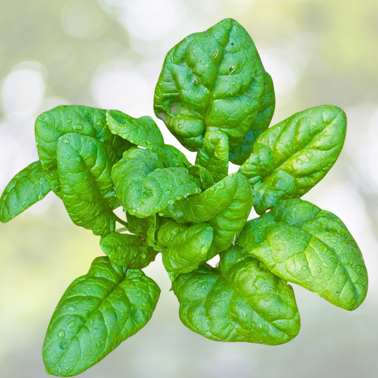 Spinach Seeds - 200 Non-GMO BLOOMSDALE Long Standing - Cool Weather Variety (Spinacia oleracea)