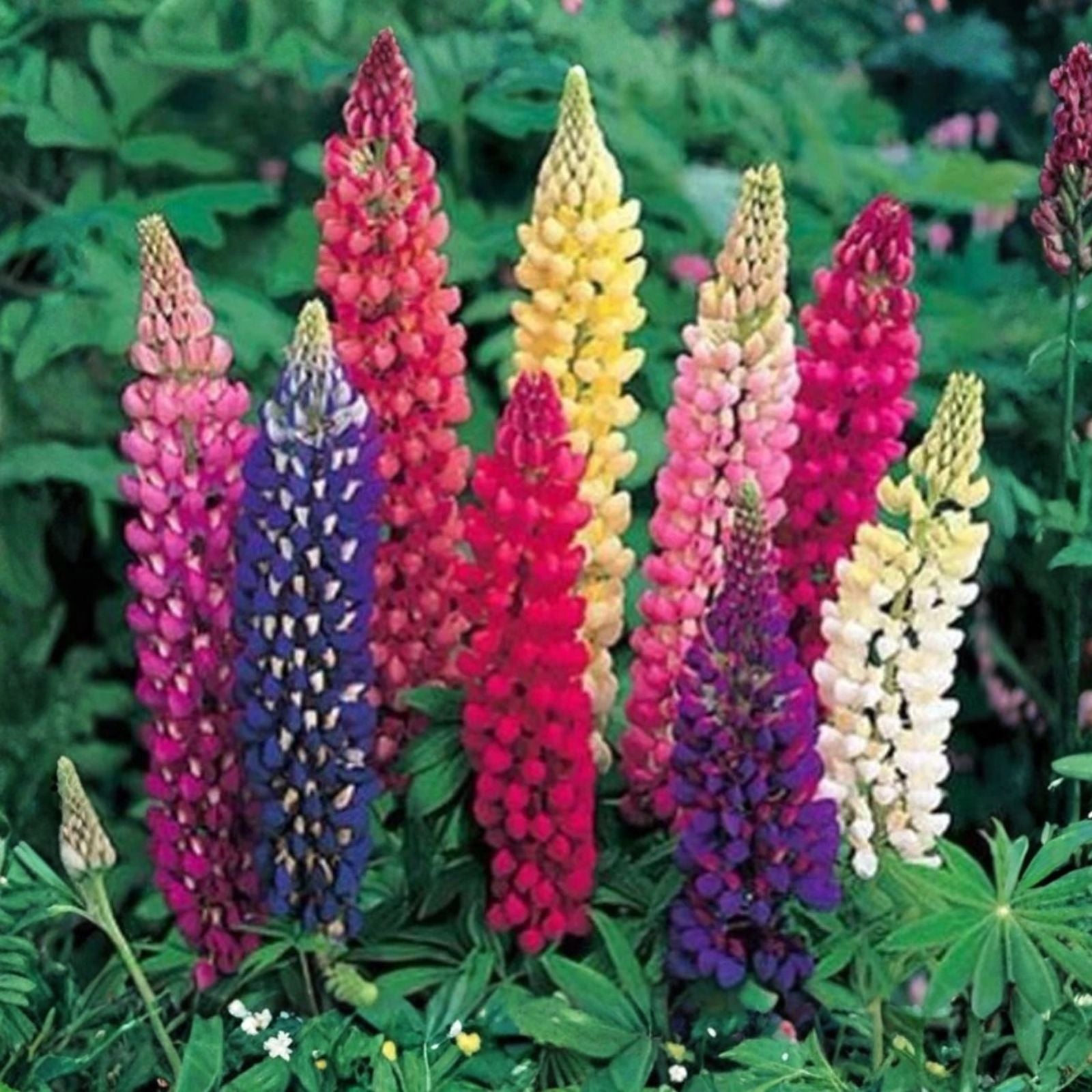 Russell Lupine Flower Seeds 200+ - Easy to Grow Wildflower Seeds - Lupinus polyphyllus - Perennial Garden Seeds