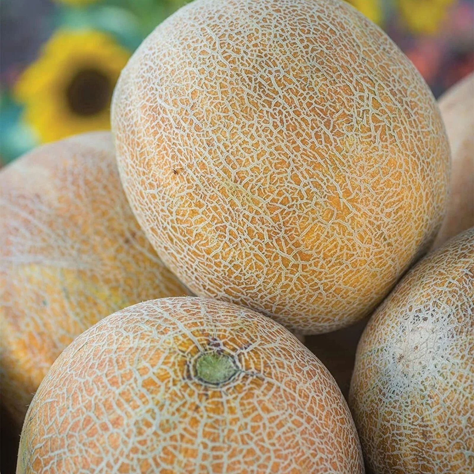 Ambrosia Cantaloupe Melon Seeds 10 Pack – Sweet Variety for Planting – Cucumis melo Fruit Seeds