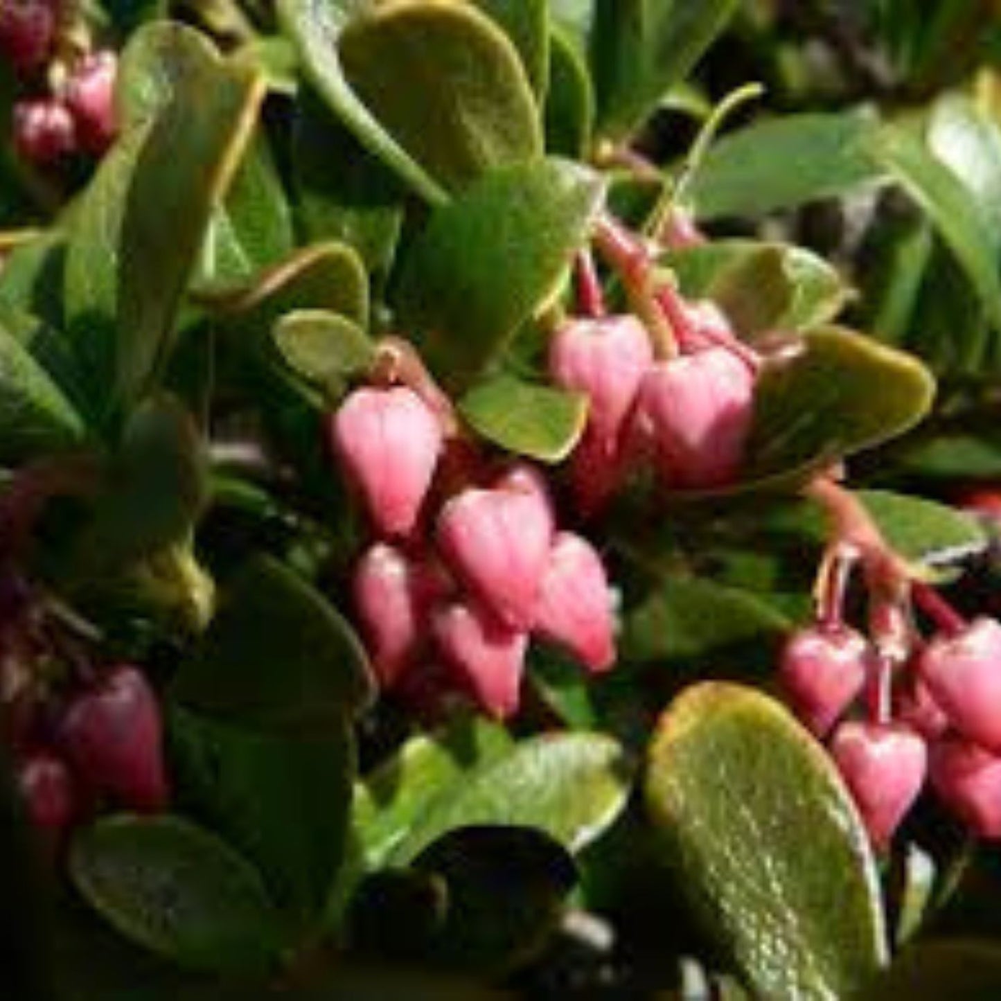 Bearberry Seeds for Planting, 30 Seeds, Fruit Bearing Ground Cover, Arctostaphylos uva-ursi, Evergreen Shrub, Ornamental Groundcover