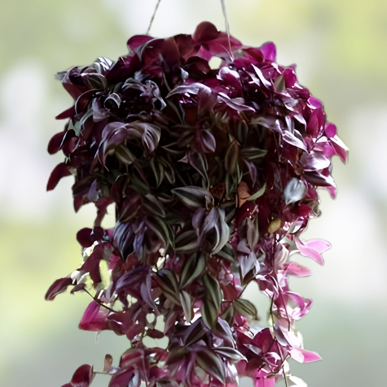 50 Tradescantia Zebrina Cuttings - Wandering Jew Houseplant with Purple & Green Foliage for Indoor Gardening