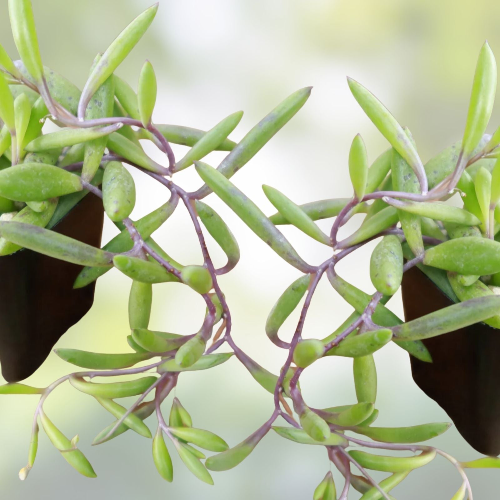 Othonna Capensis Ruby Necklace Succulent Cuttings - 10 Organic Propagation Plants, Healthy, Easy to Grow