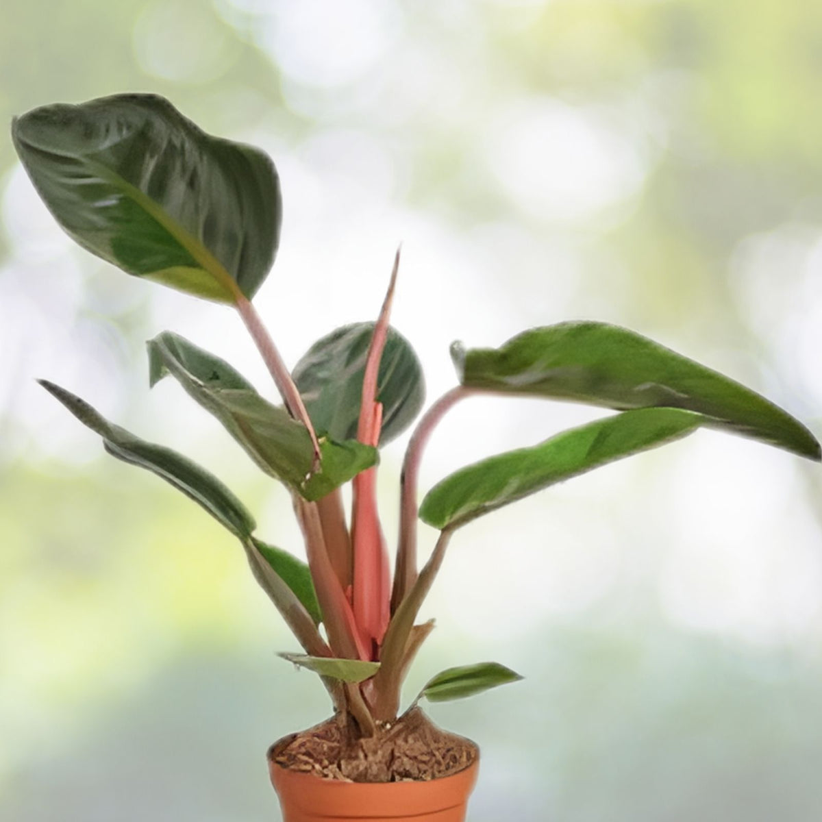 Philodendron Congo Rojo 9" Pot Plant - Vibrant Red Stems & Amber Green Foliage - Ideal Indoor Houseplant - Philodendron sp.