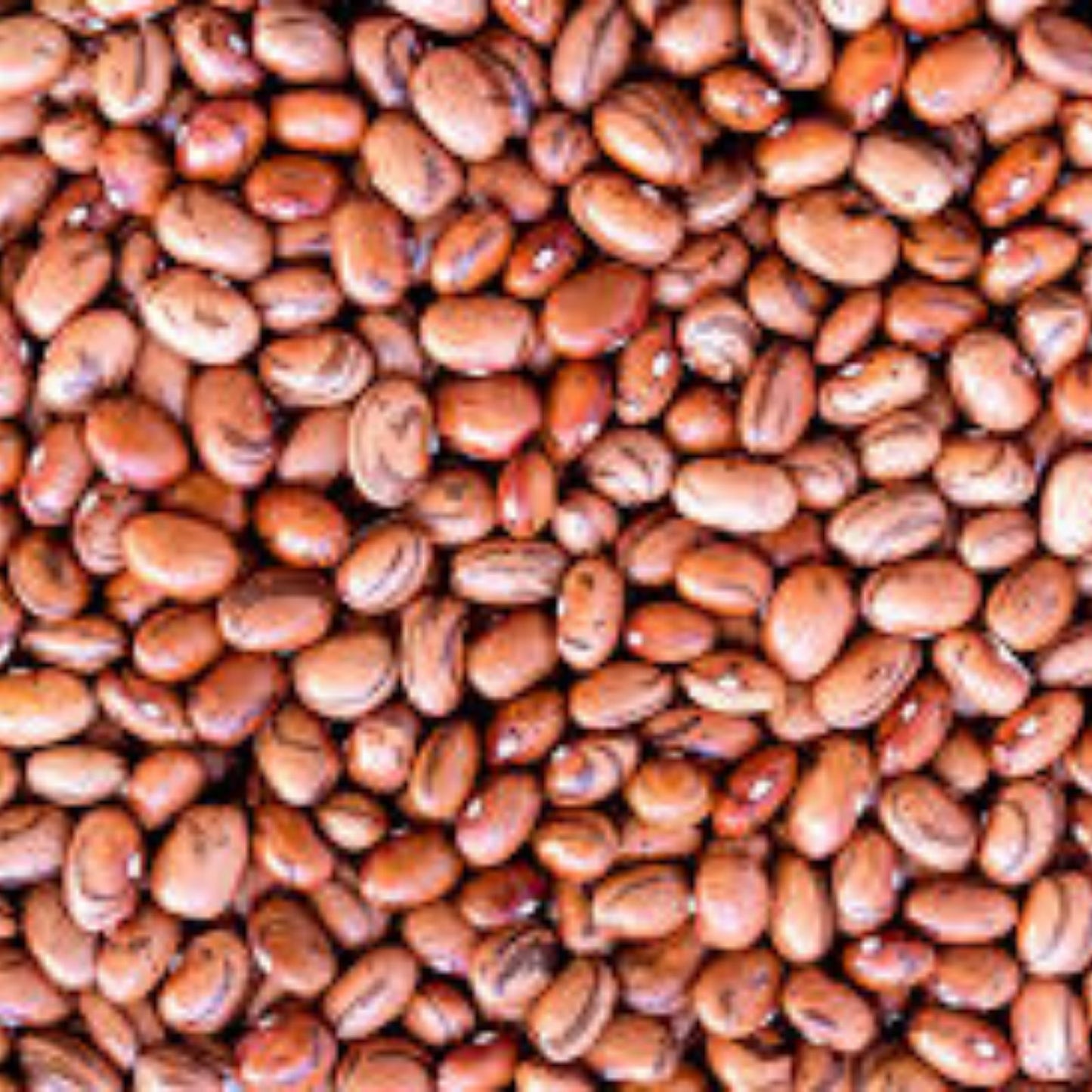 Pinto Bean Seeds 50 Count – Easy to Grow Healthy Variety Phaseolus vulgaris Vegetable Seeds