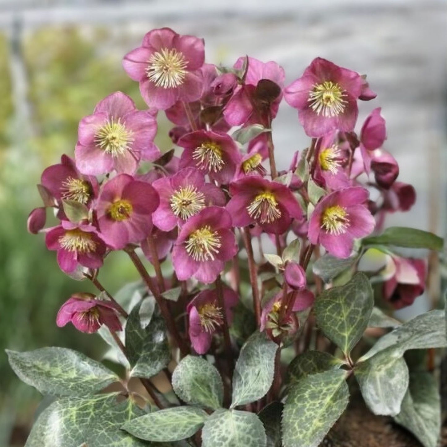 Lenten Rose Starter Plant - Pink/Purple Hellebores - Shade Perennial for Zones 4-9 - Helleborus Hybrid