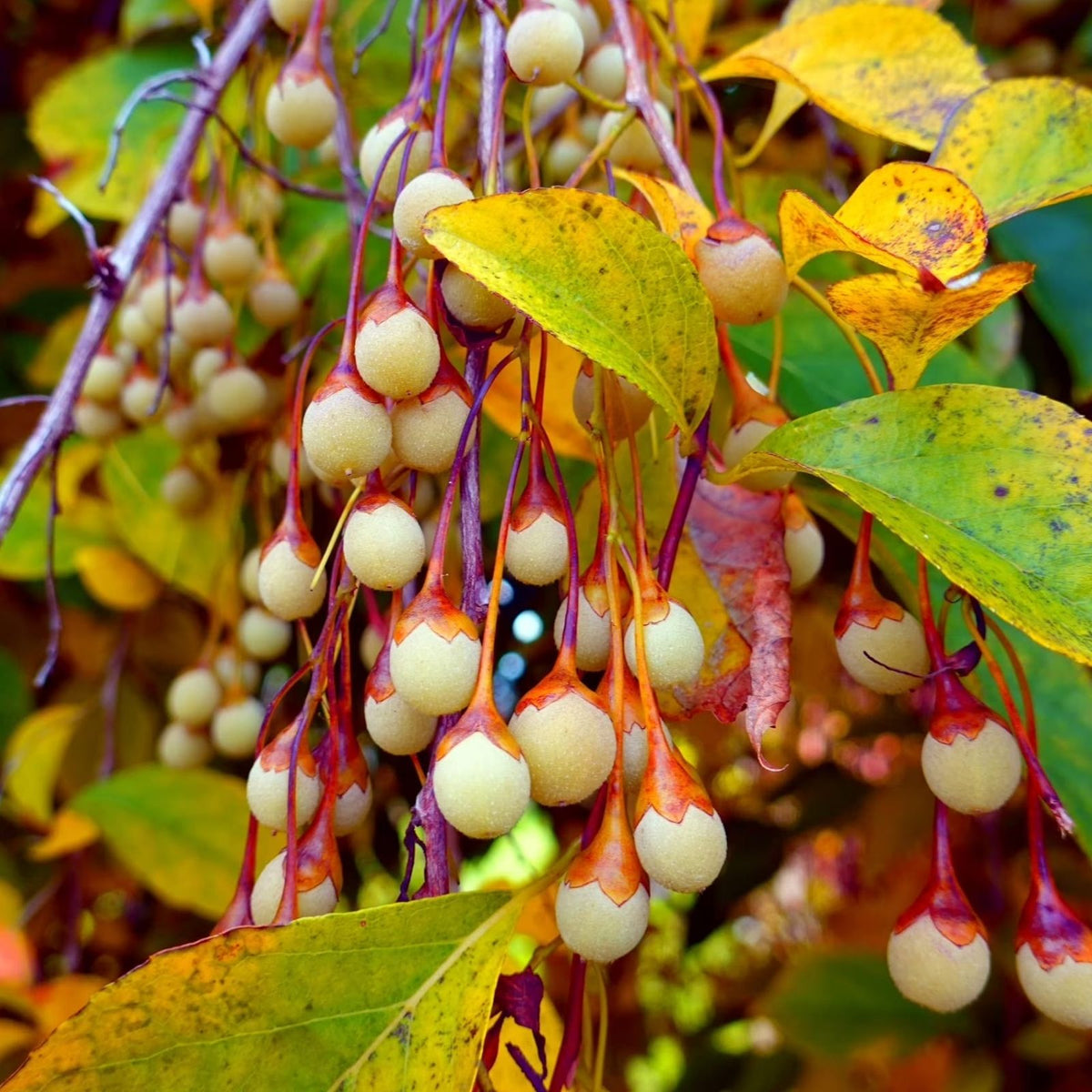 Lily of the Valley Tree Seeds - 100 Seeds, Sourwood, Oxydendrum arboreum, Ornamental Tree Seeds for Gardening and Landscaping