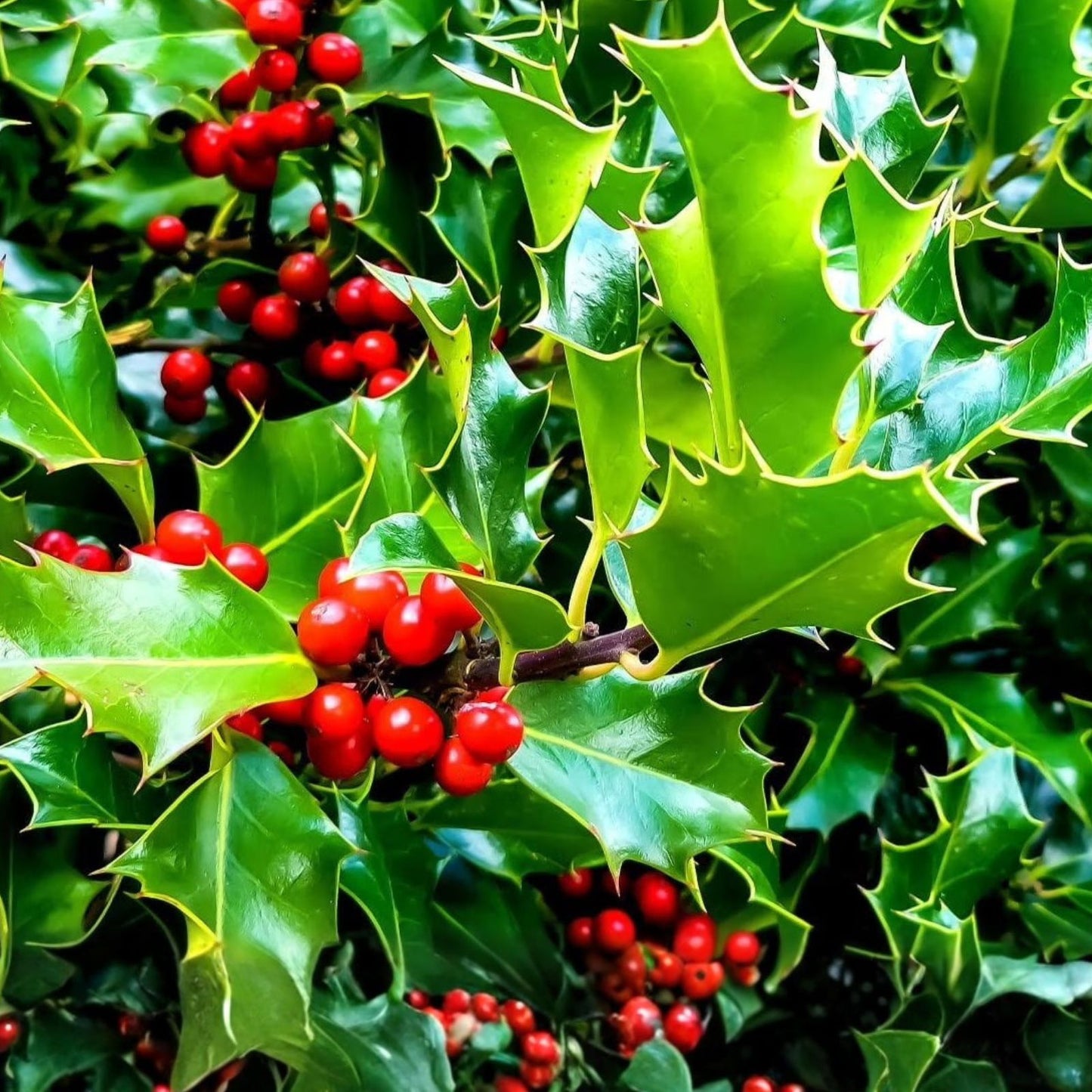 American Holly Seeds 30 Pack Ilex opaca Evergreen Shrub with Attractive Berries for Planting