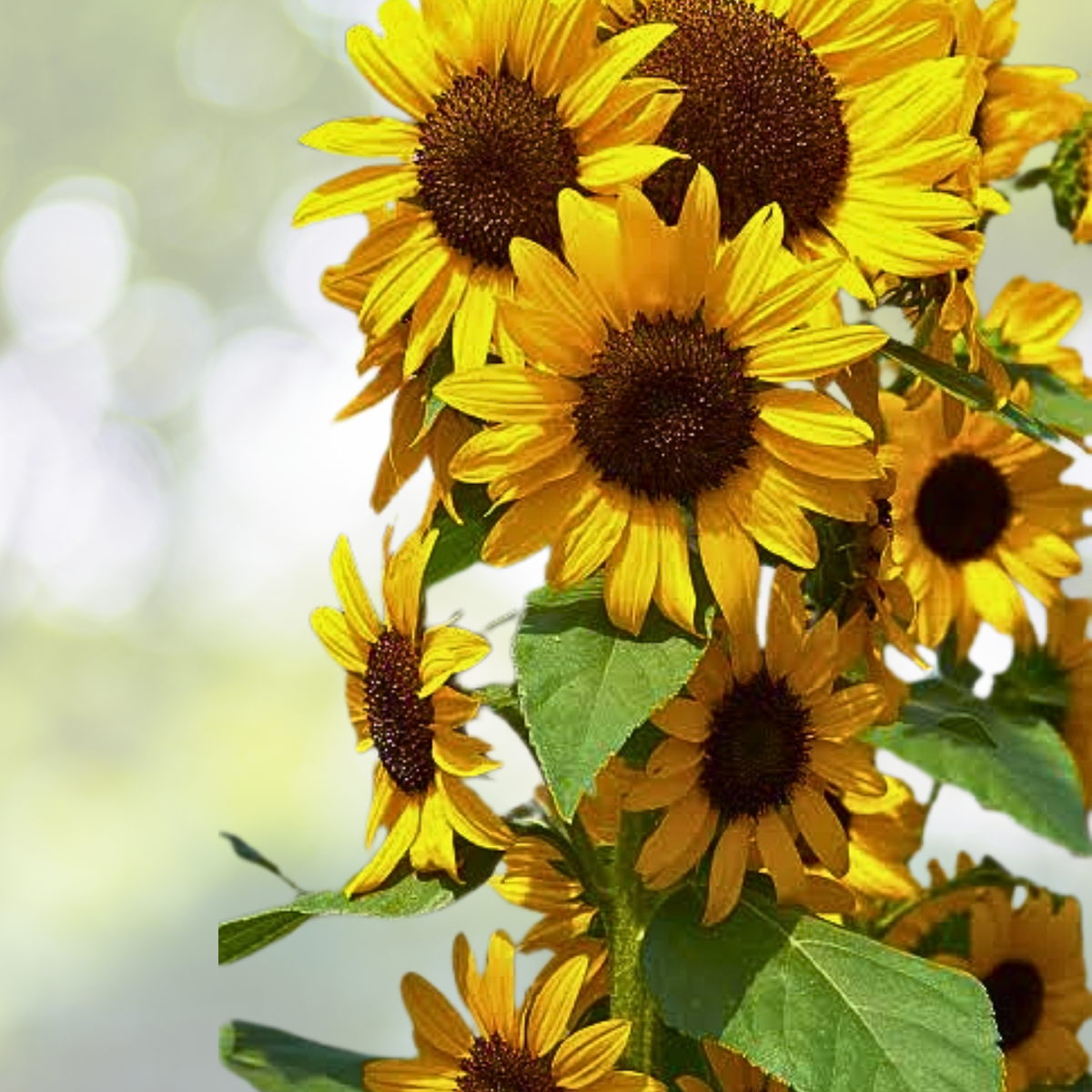 50pcs Multi-Headed Sunflower Seeds - Rare Garden Bloom Seeds for Planting - Helianthus annuus