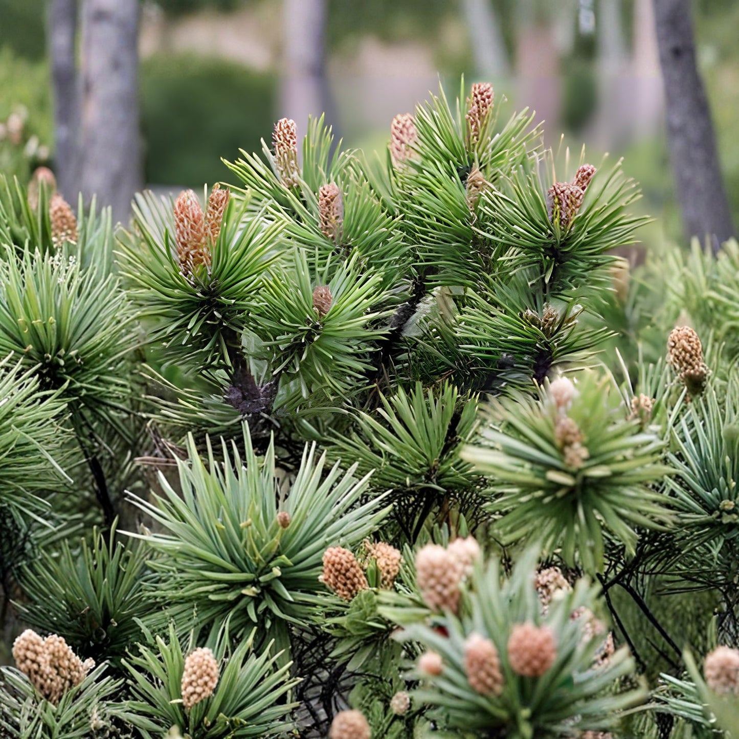Dwarf Mugo Pine Tree Seeds 30 Count, Pinus mugo pumilio, Fast Growing Evergreen Conifer, Garden Landscaping, Ornamental Tree Seeds