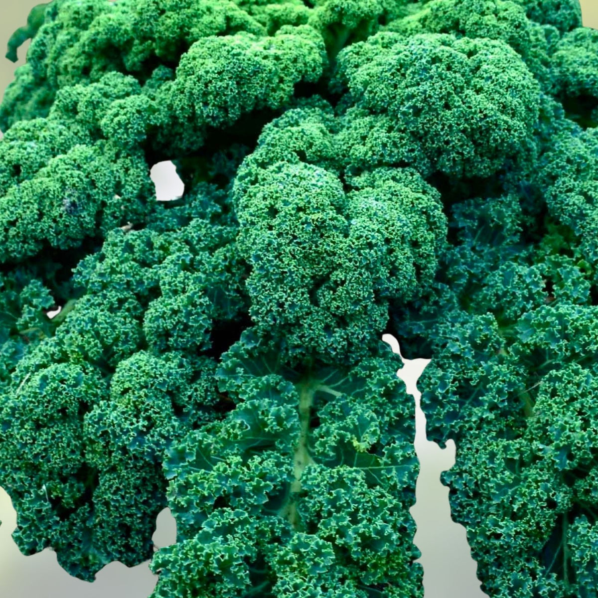 Kale Seeds 500 Count Vates Blue Curled Scotch Heirloom Non-GMO for Organic Gardening