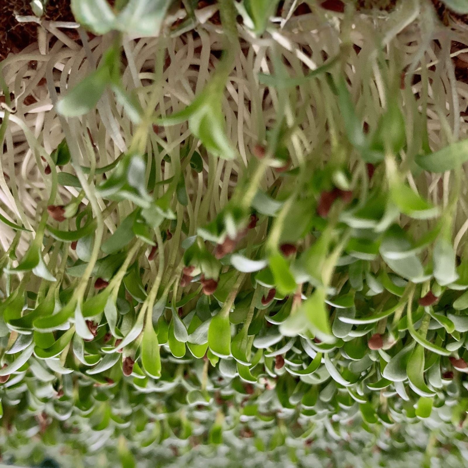 Non-GMO Arugula Microgreen Seeds for Sprouting, Organic & Heirloom Brassica rapa var. sylvestris, Gourmet Microgreen Seeds