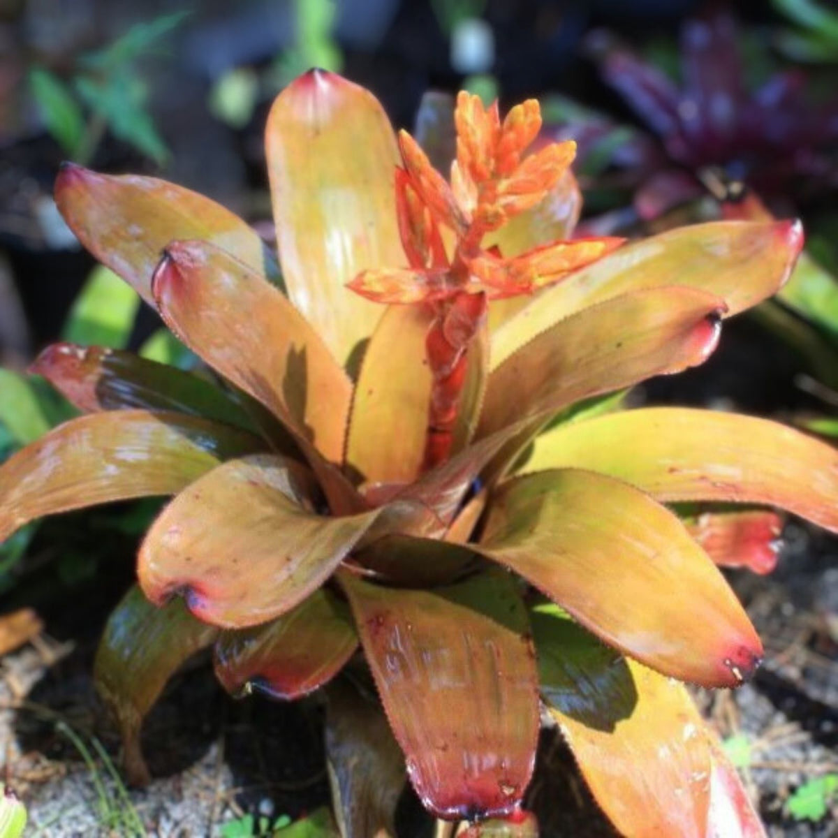 Bromeliad Plant Aechmea Patricia - Colorful Tropical Houseplant - Aechmea - Ideal for Indoor Garden - (Heat Pack Optional)