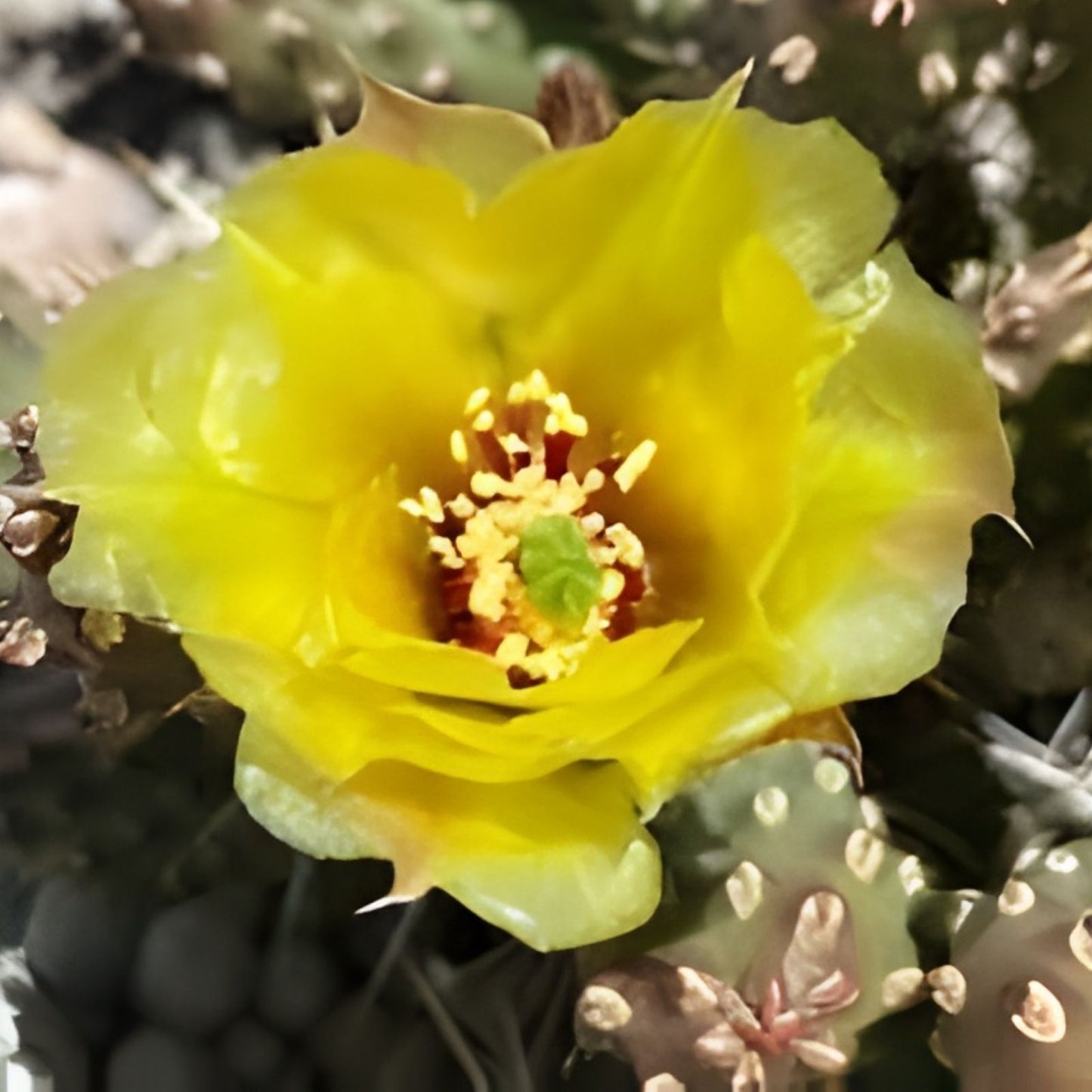 Brittle Prickly Pear Cactus Cutting 2" Opuntia fragilis Cold Hardy SLC Variety Succulent Plant