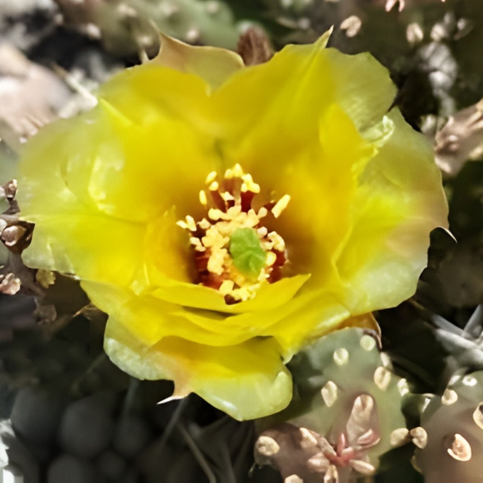 Brittle Prickly Pear Cactus Cutting 2" Opuntia fragilis Cold Hardy SLC Variety Succulent Plant