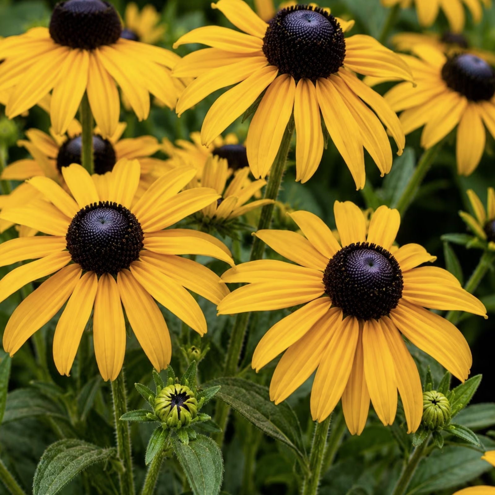 Black Eyed Susan Flower Seeds - 500+ Perennial Rudbeckia hirta Seeds - Native Wildflower for Garden, Pollinator Friendly, Made in USA