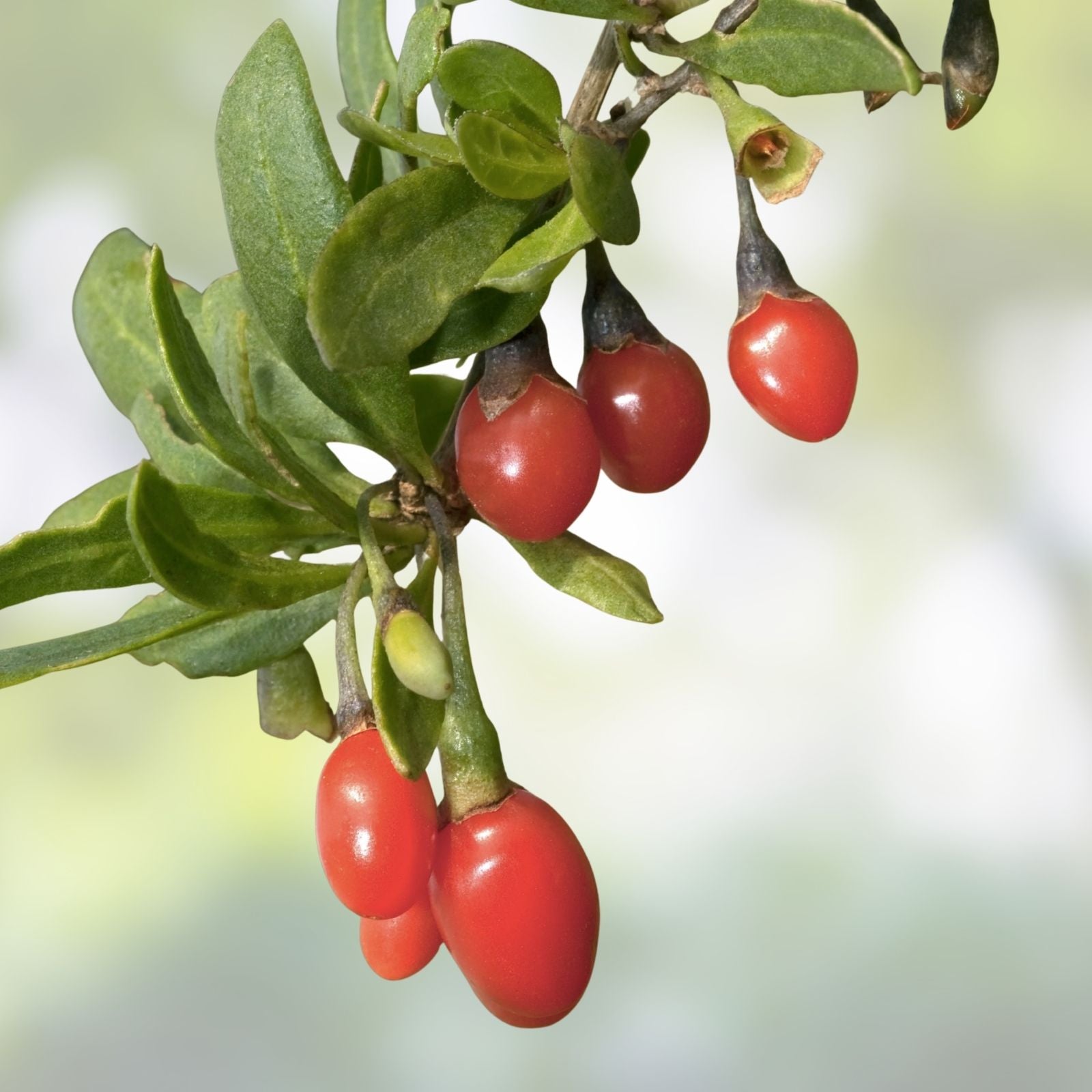 Goji Berry Tree Seeds 10 Pack - Exotic Fruit Seeds Lycium barbarum, Edible Berry Plant, Healthy Superfood Seeds