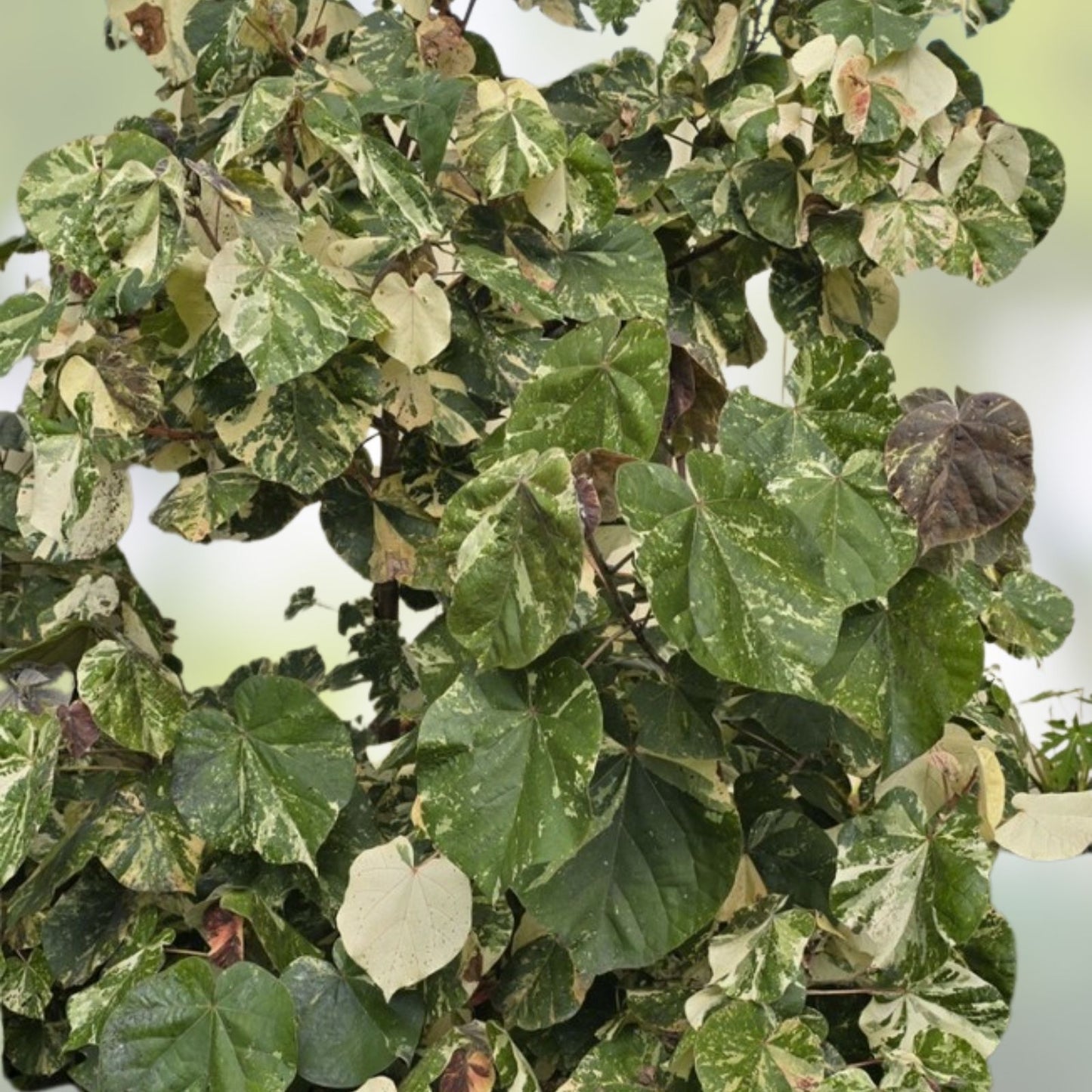 Variegated Mahoe Hibiscus Tree Plant - Rooted Cutting - Tropical Foliage - Hibiscus tiliaceus
