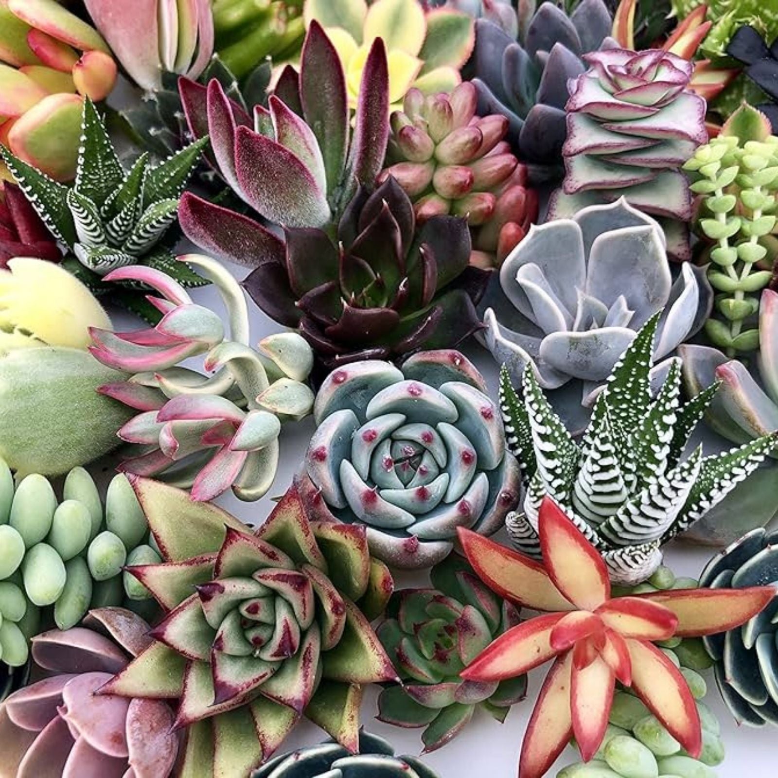 Fresh Organic Succulent Cuttings Set of 15 Varieties for Home Decor, DIY Projects, Plant Lovers - Echeveria, Sedum, Aloe
